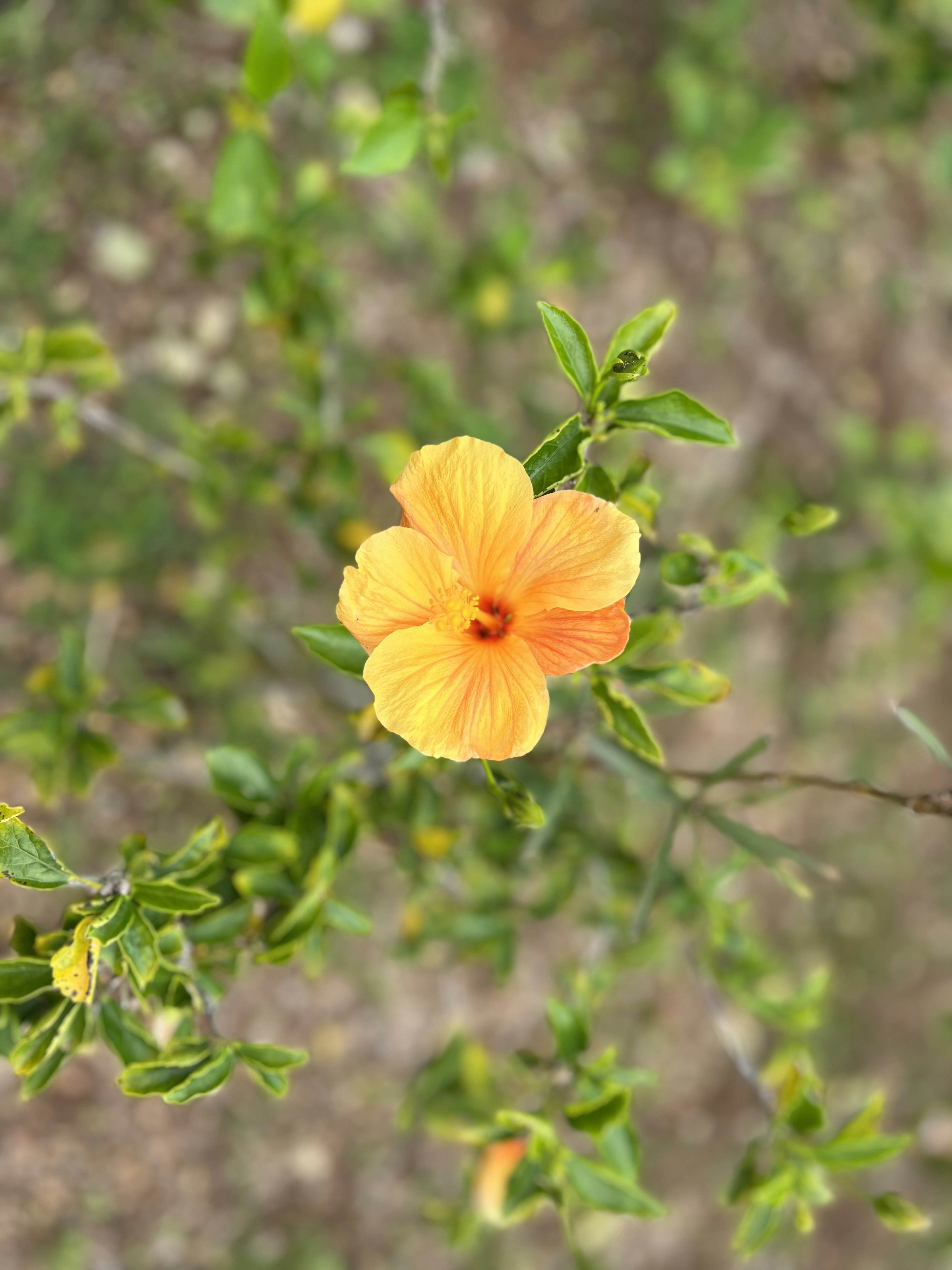 鮮やかなオレンジ色のハイビスカスの花と緑の葉