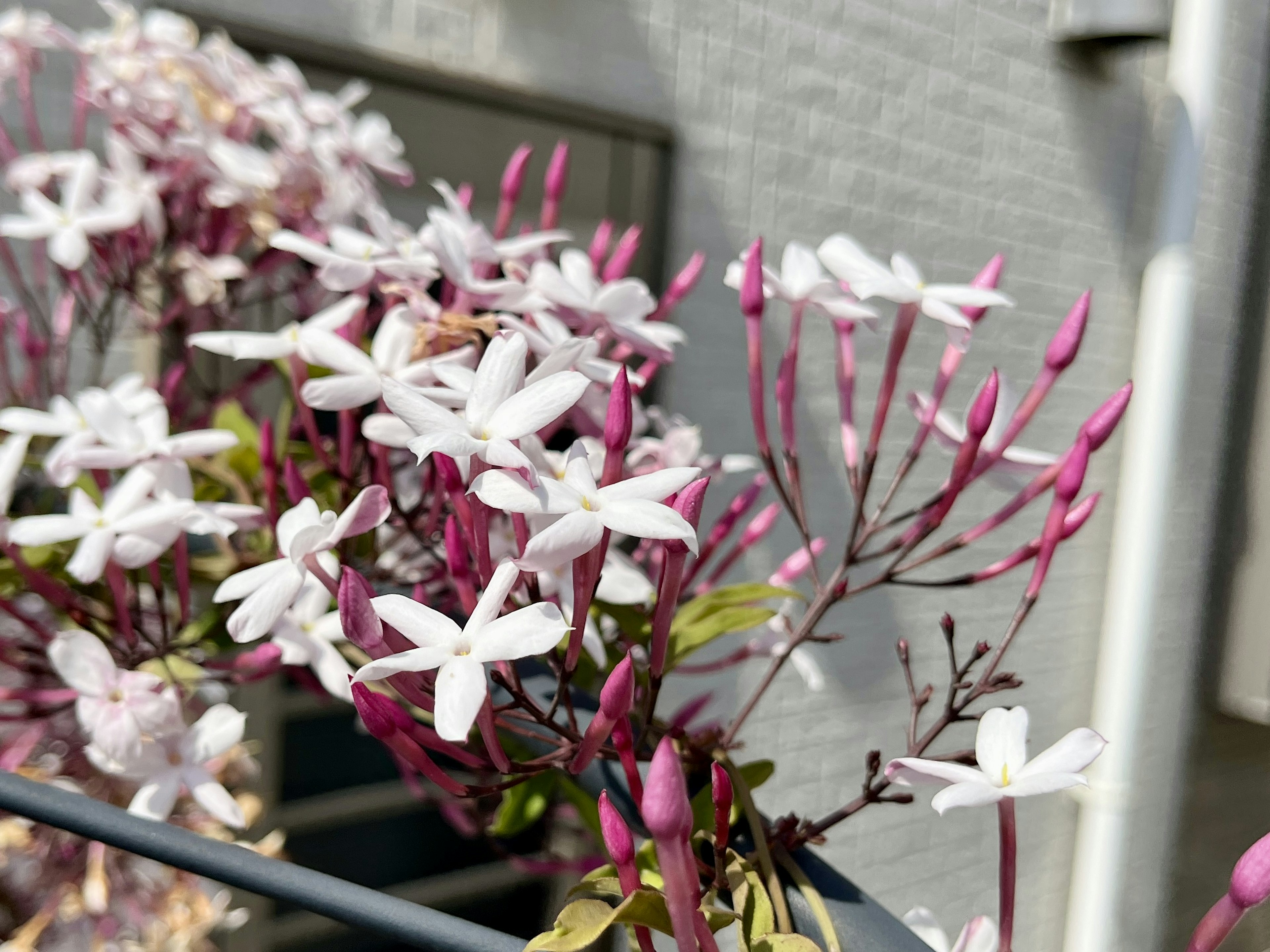 Planta de jazmín con capullos rosas y flores blancas floreciendo a lo largo de una cerca