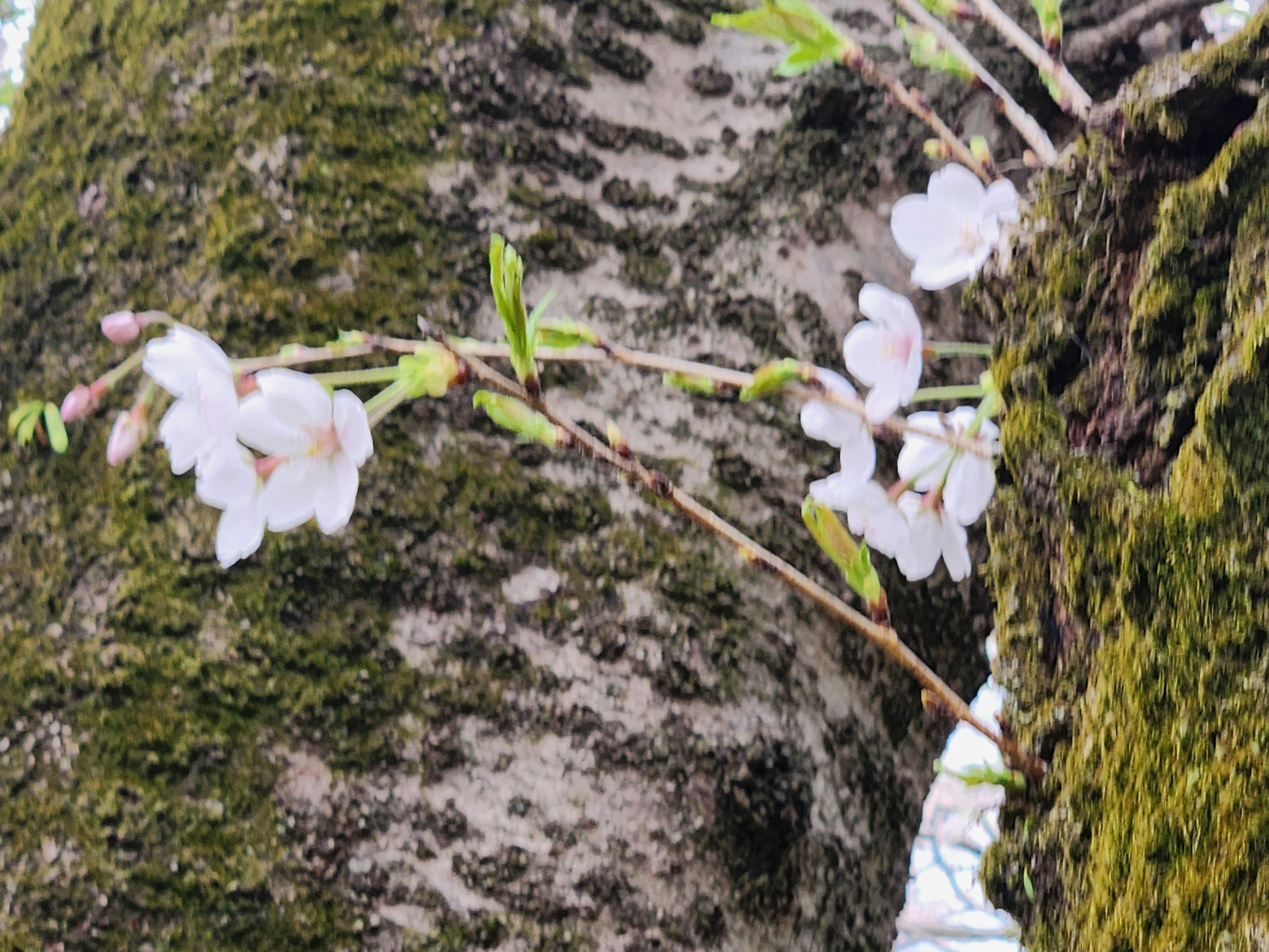 Fiori di ciliegio che sbocciano su un tronco d'albero