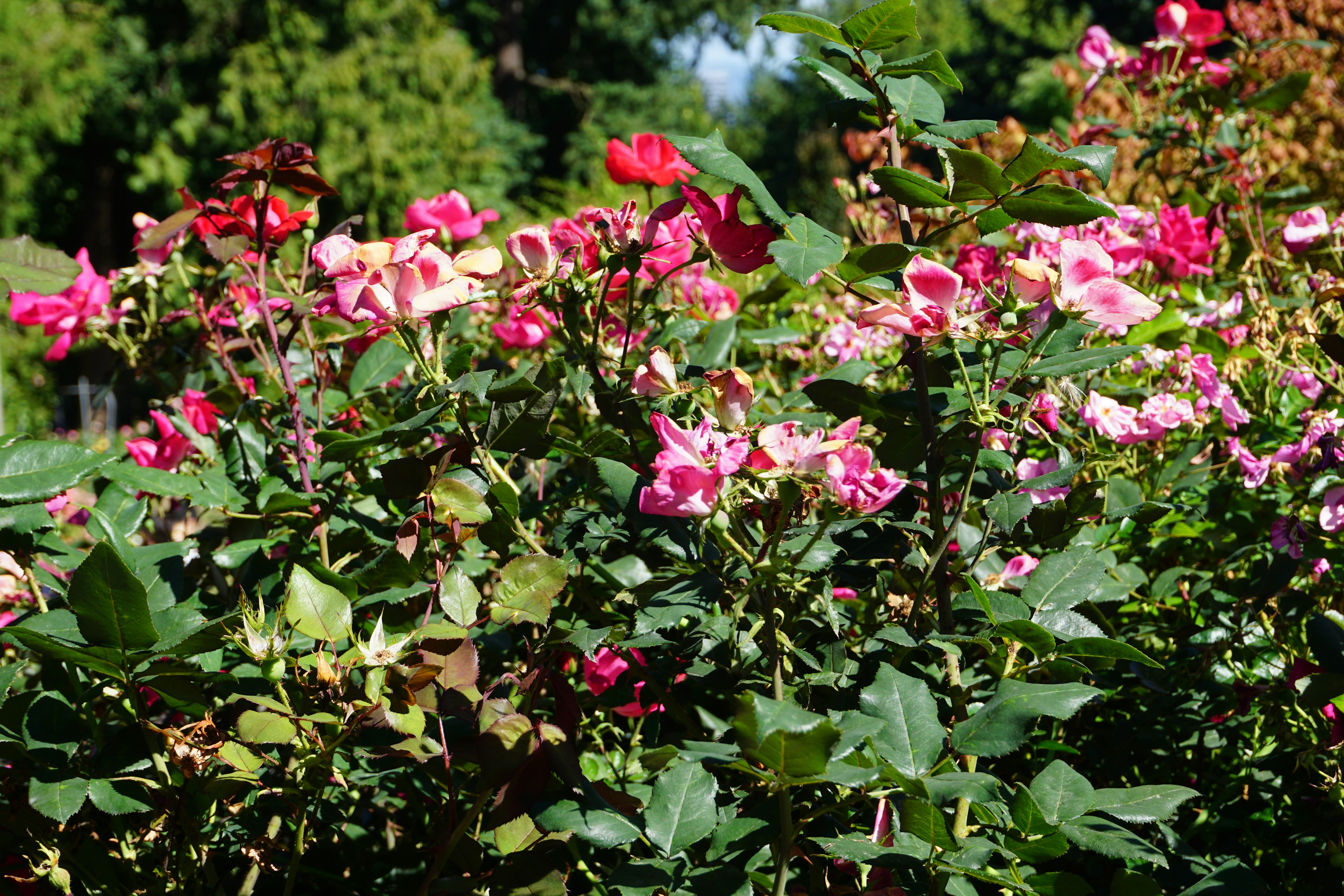 Vibrant garden scene with blooming roses in shades of pink