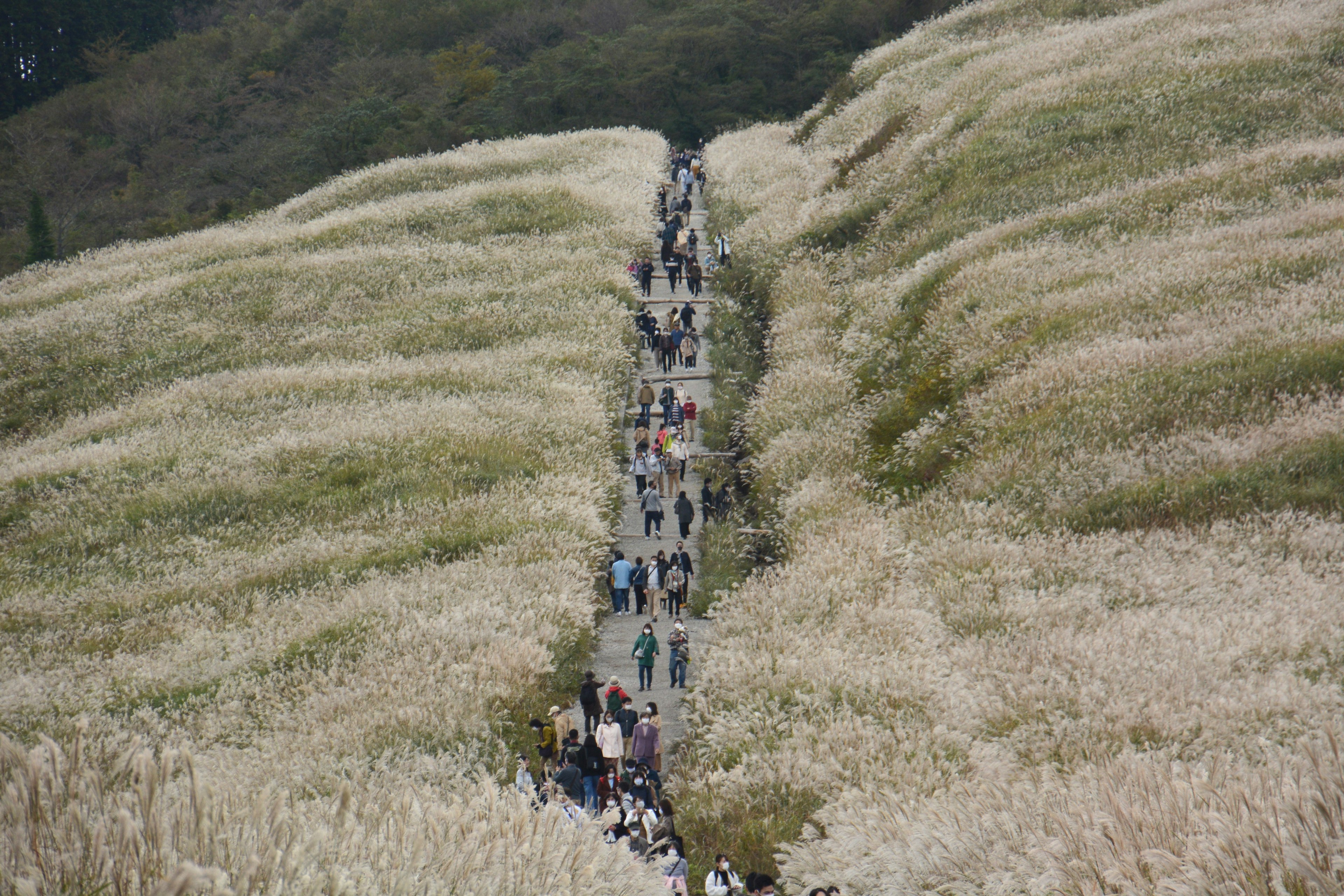 Des gens marchant à travers une vallée herbeuse avec de grandes plantes