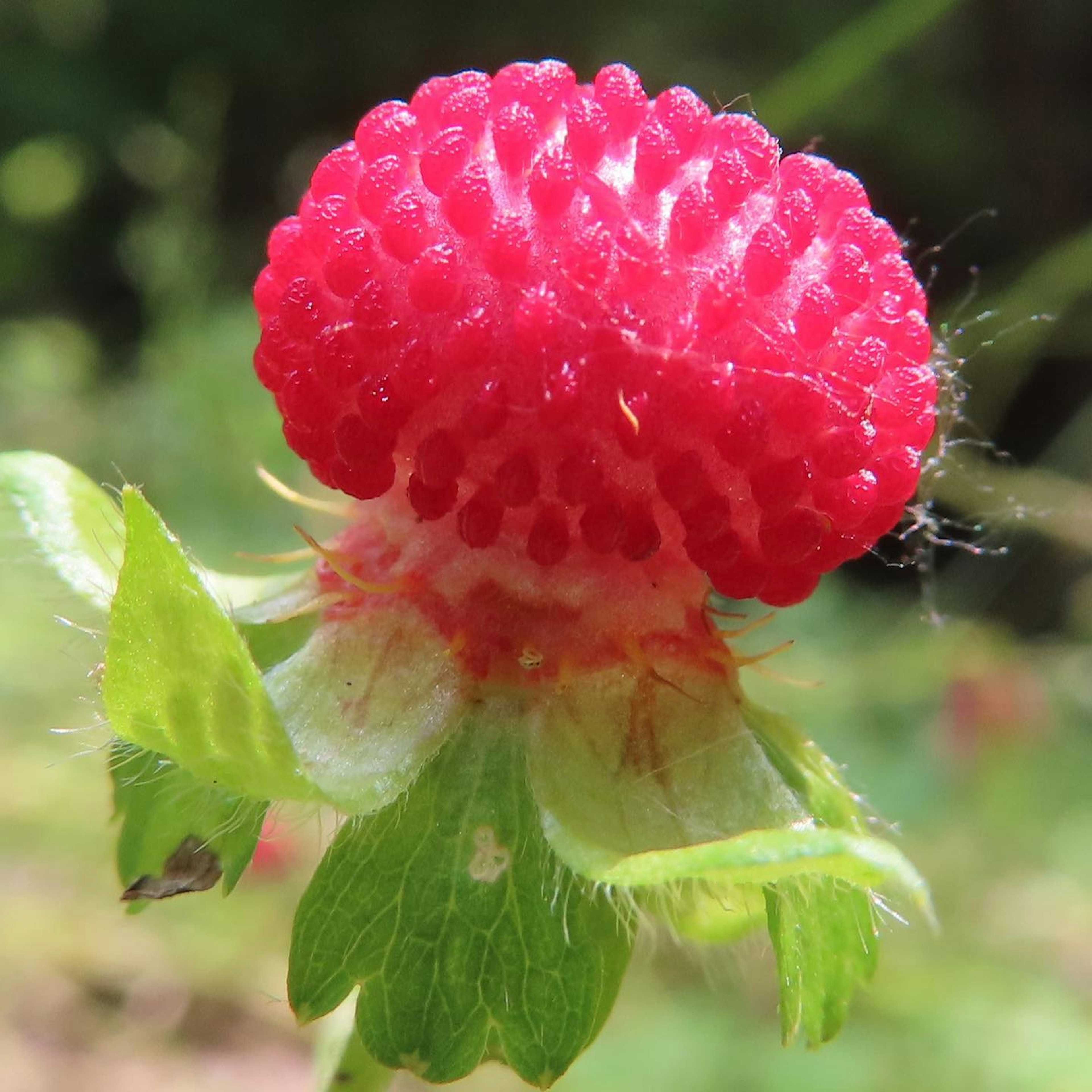 Close-up buah merah dengan permukaan bertekstur dan daun hijau