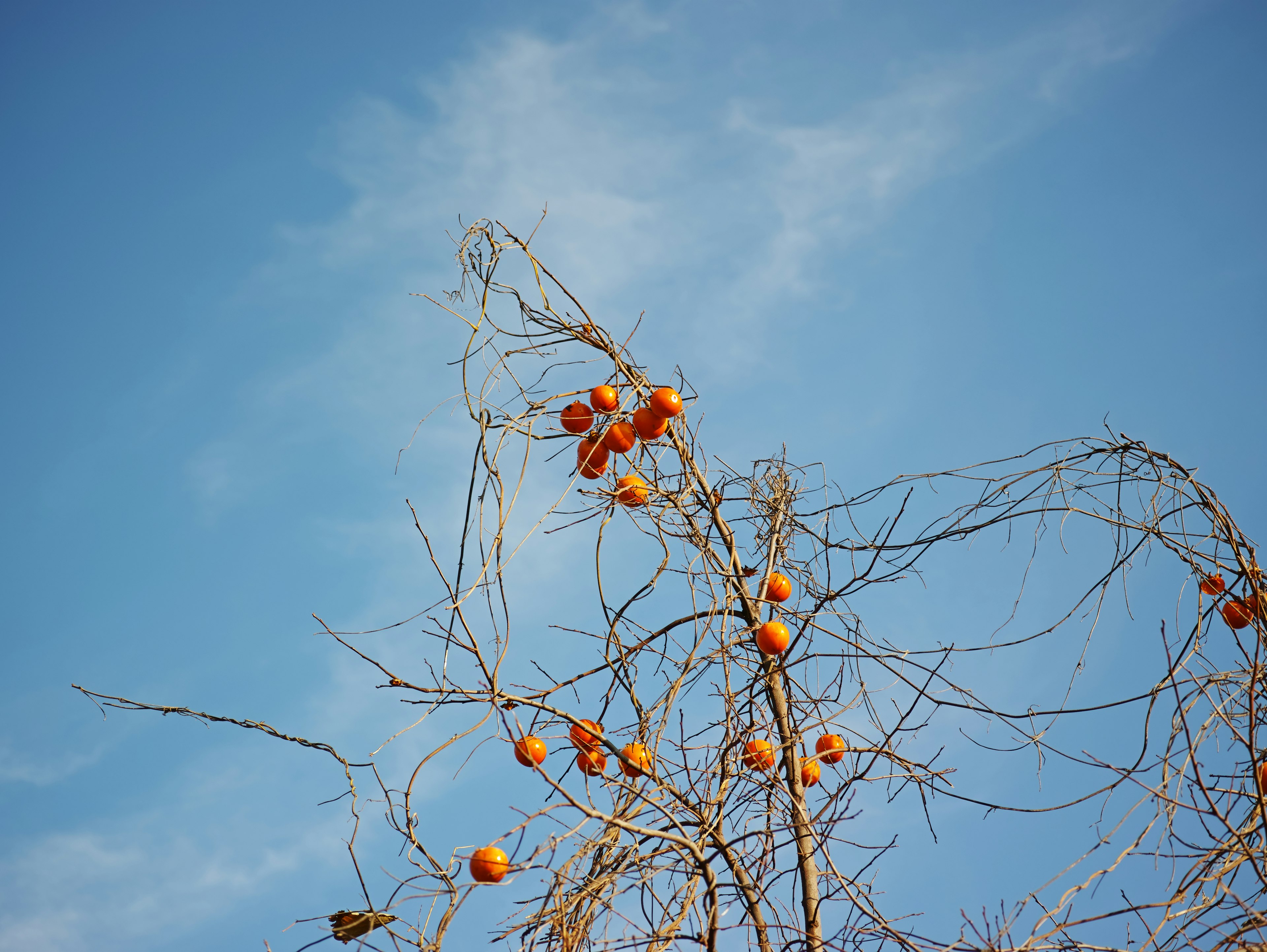 Äste eines Baumes mit orangefarbenen Früchten vor blauem Himmel