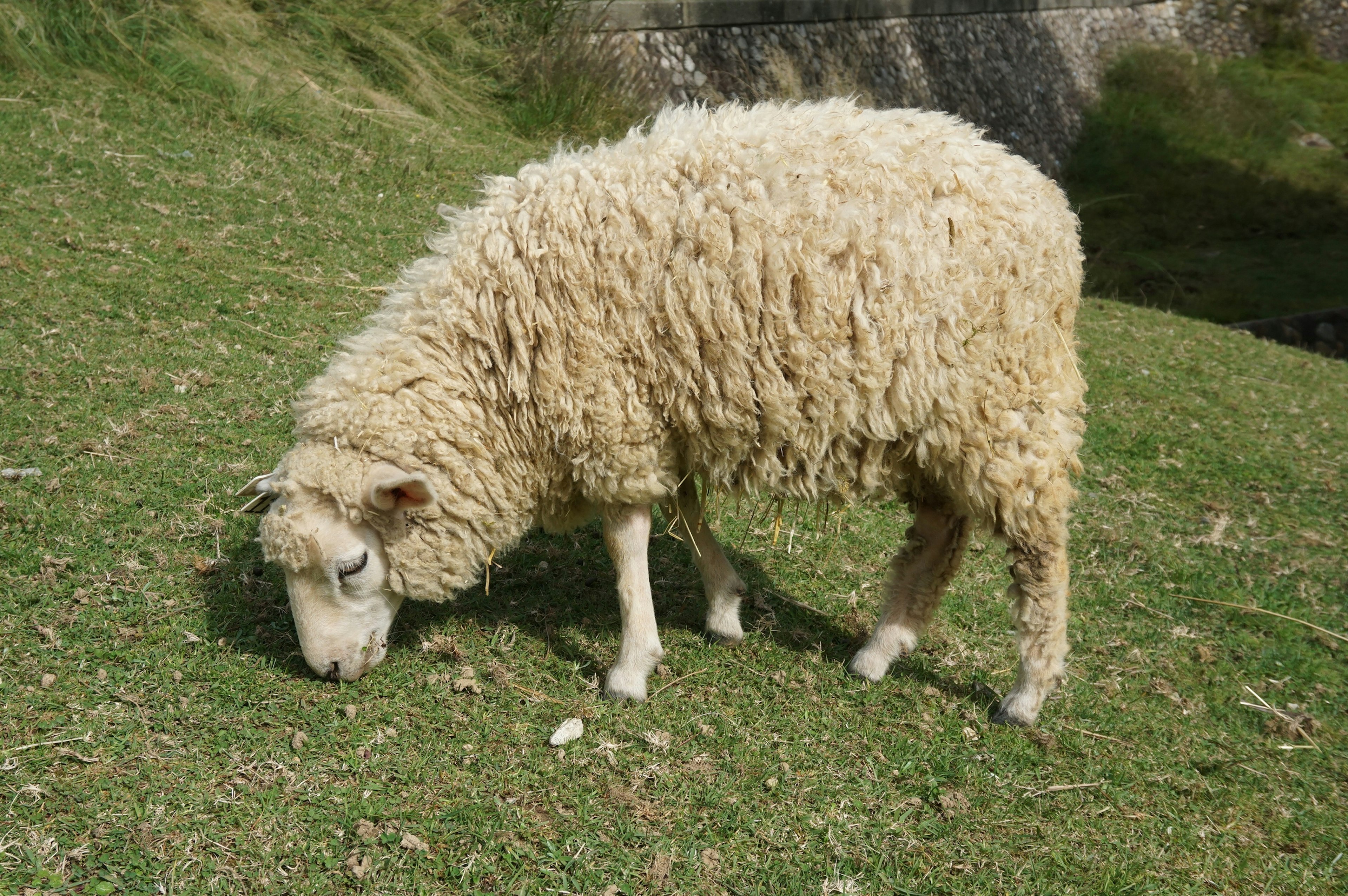 Une vue de côté d'un mouton blanc broutant de l'herbe