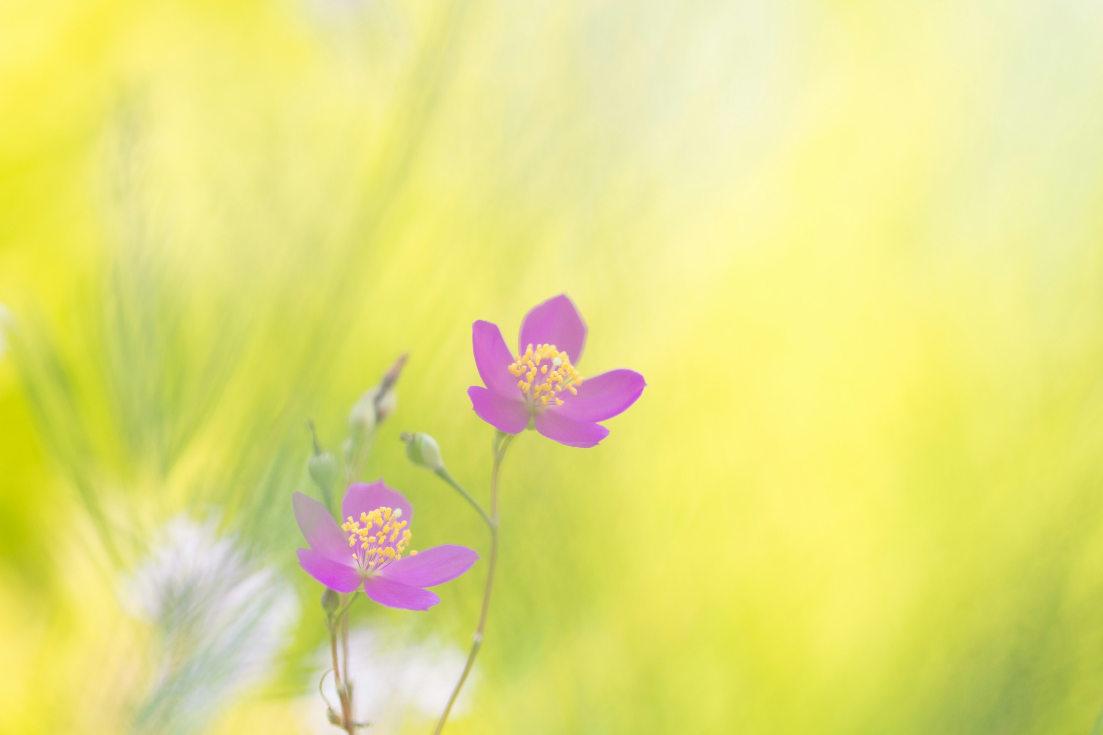 Zwei lebendige lila Blumen vor einem sanften gelben Hintergrund