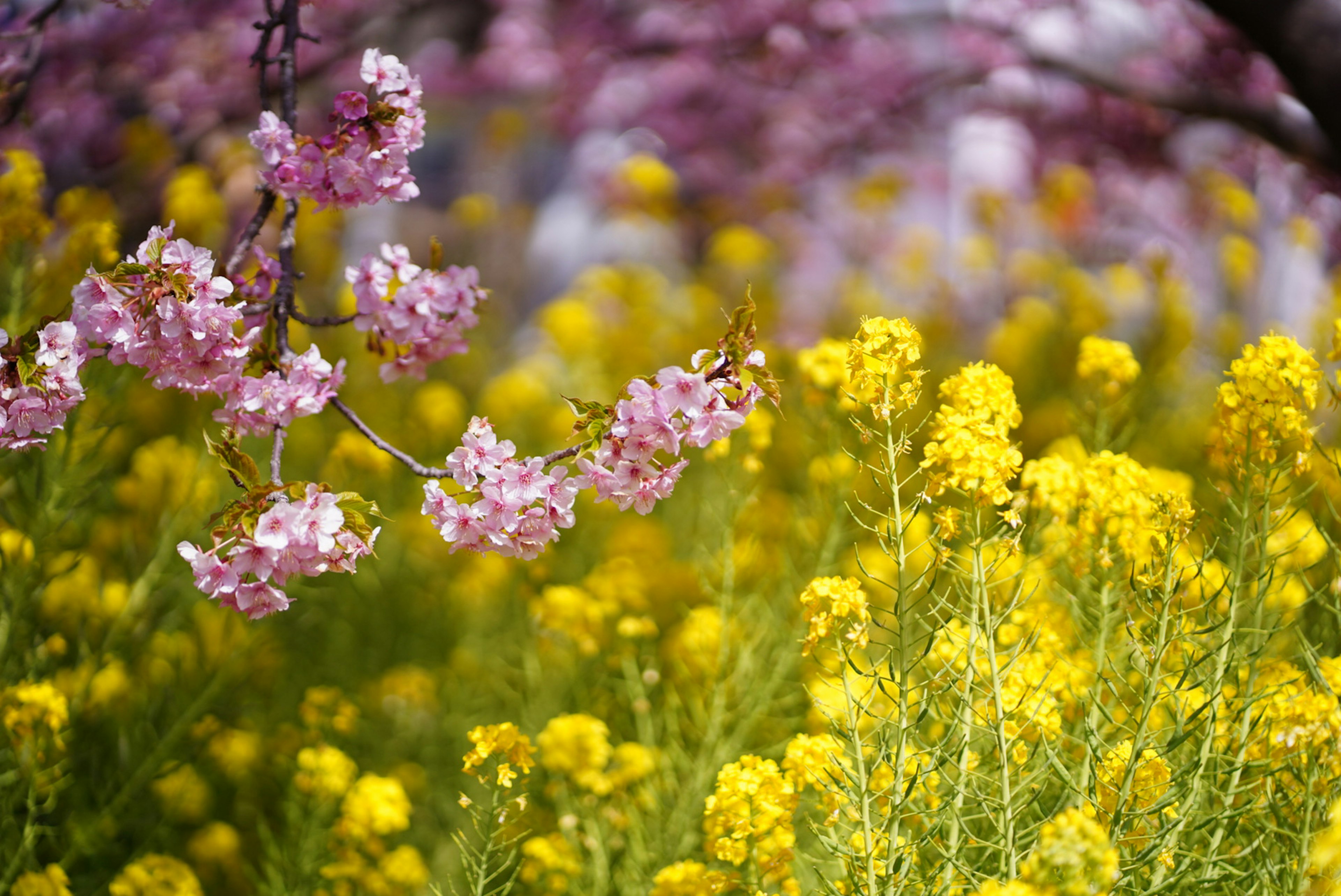 桜の花と菜の花が咲く風景