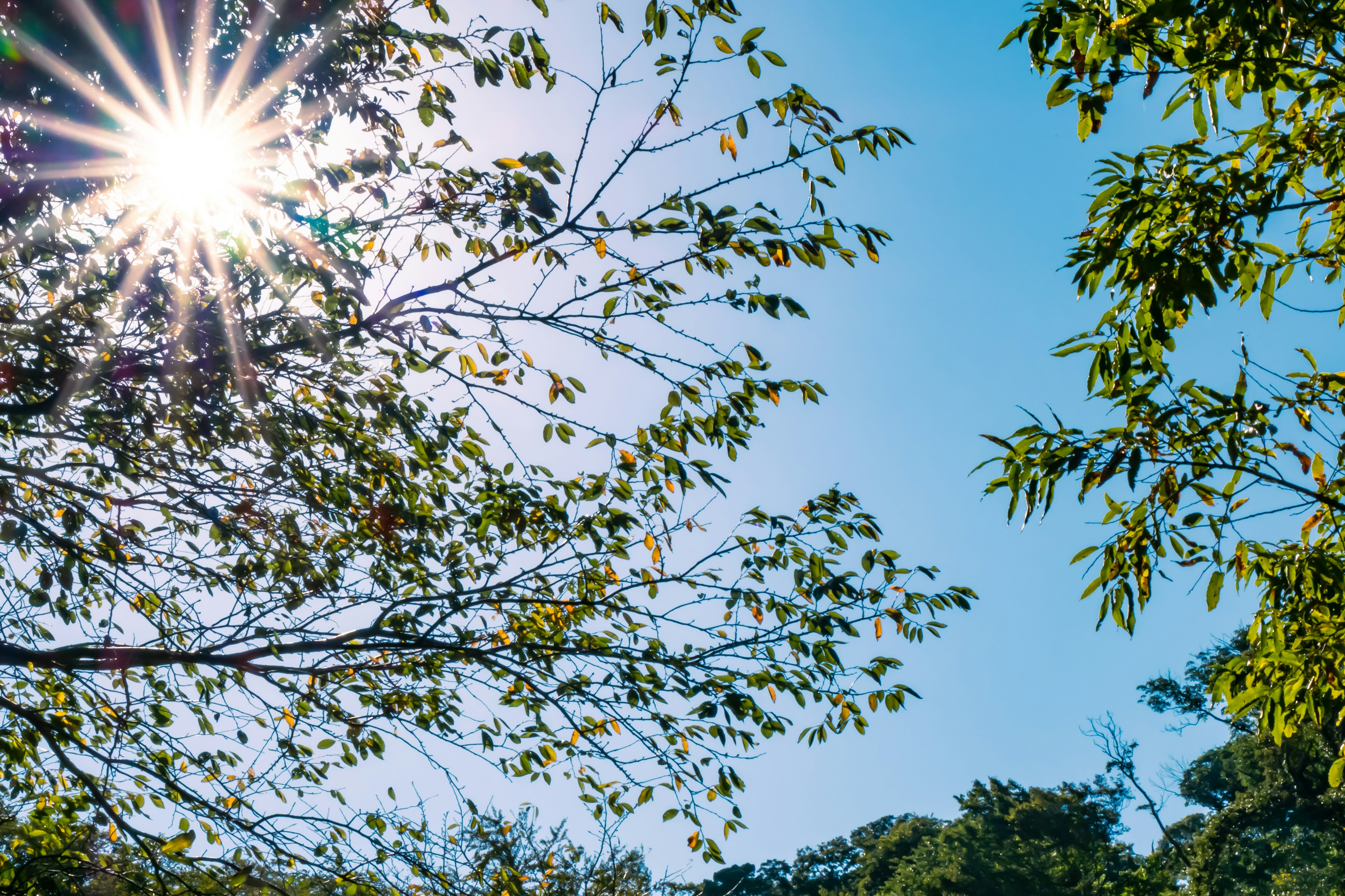 Sonne scheint durch Blätter vor einem klaren blauen Himmel