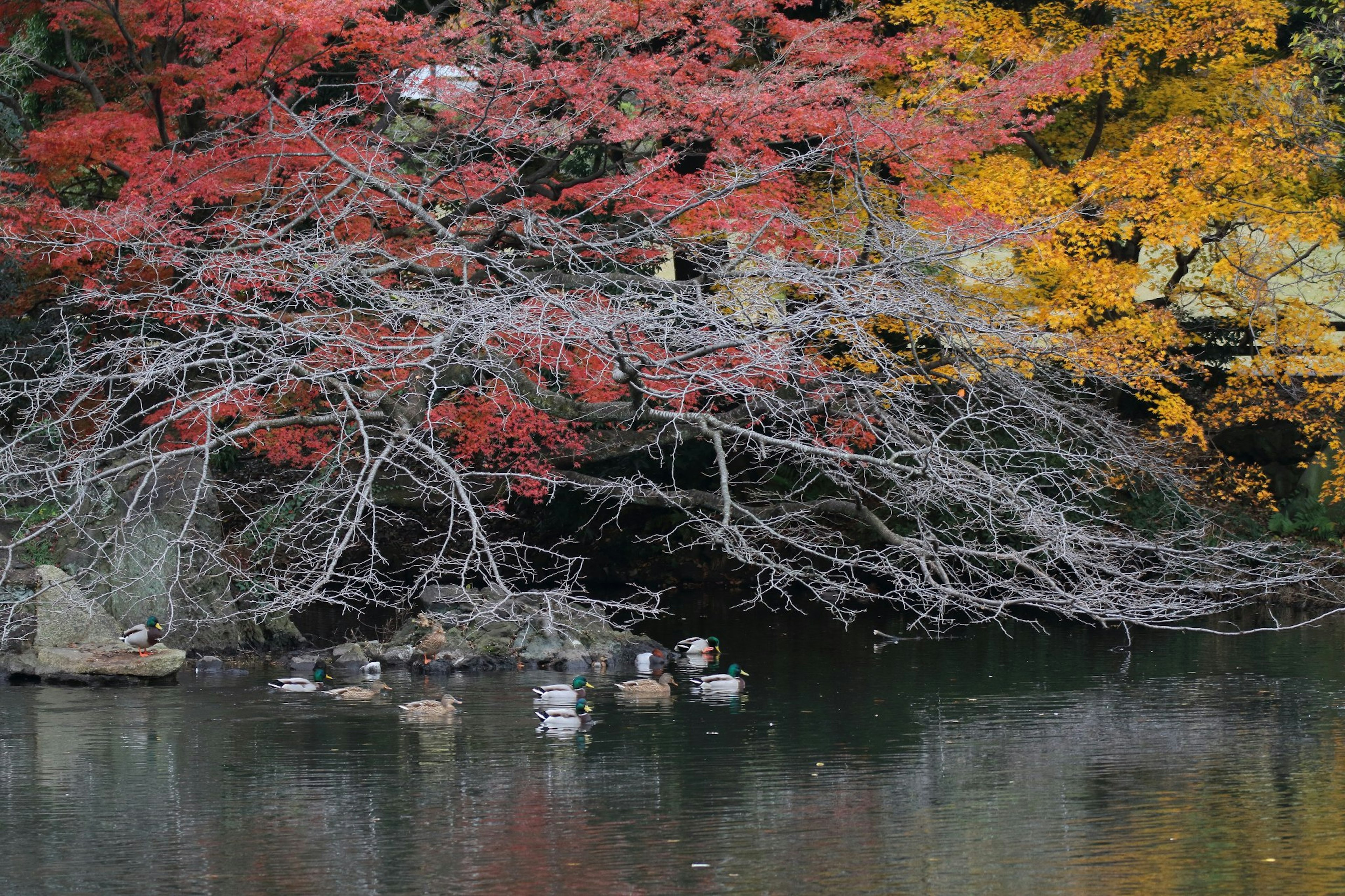 Trees with vibrant red and yellow leaves over calm water with ducks swimming