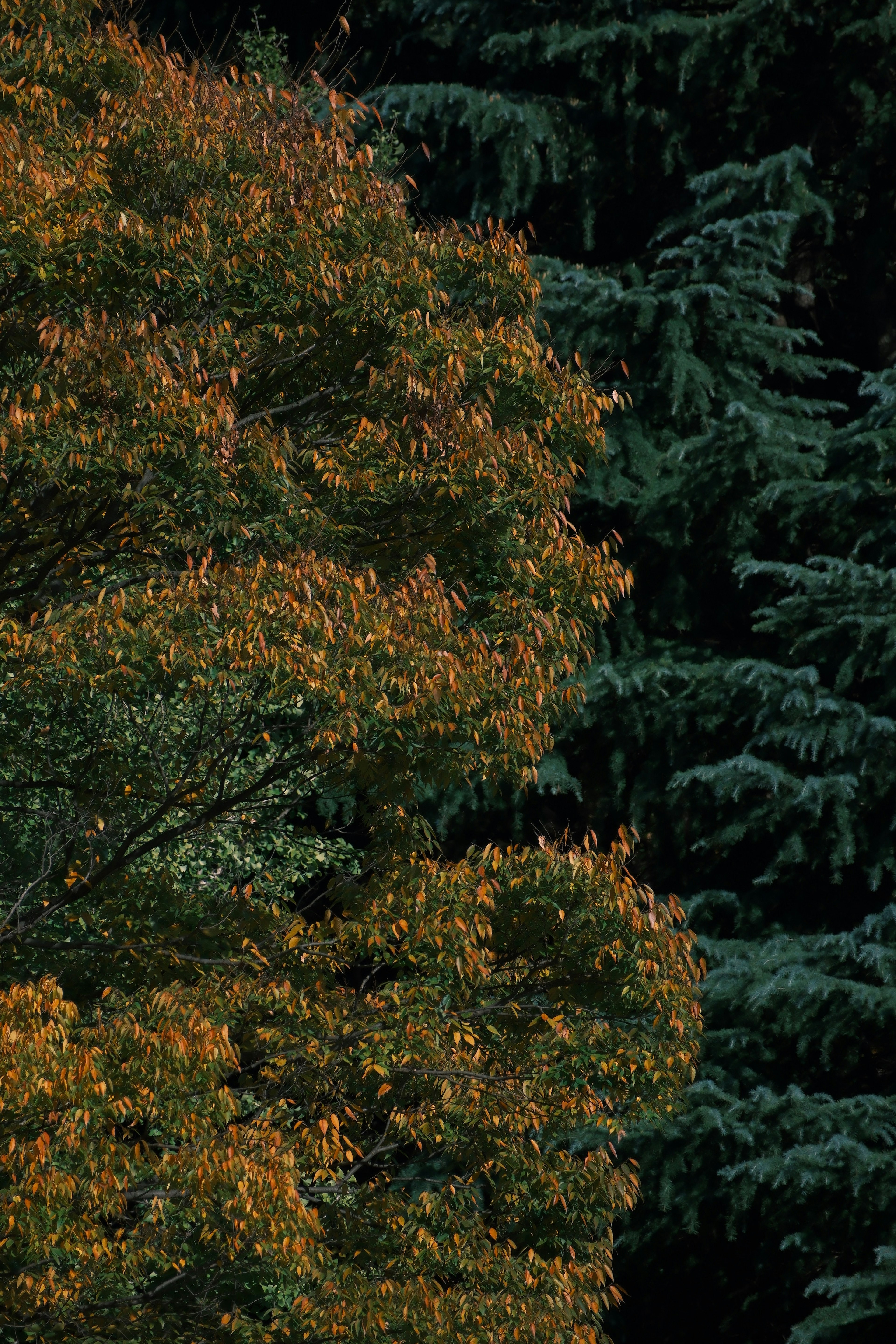 Arbre avec feuillage d'automne en contraste avec des conifères verts foncés