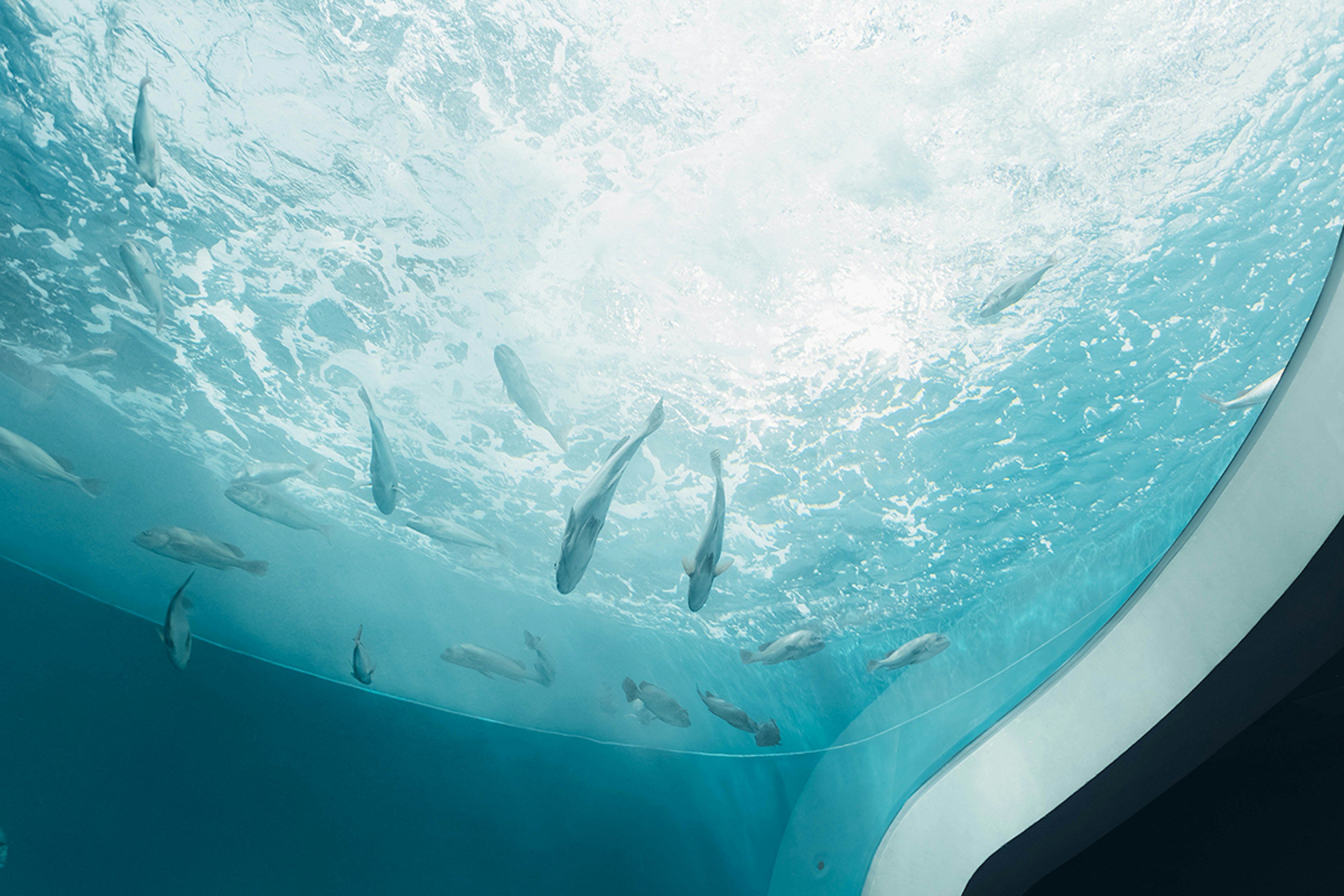 Unterwasseransicht von Fischen, die unter der Oberfläche schwimmen