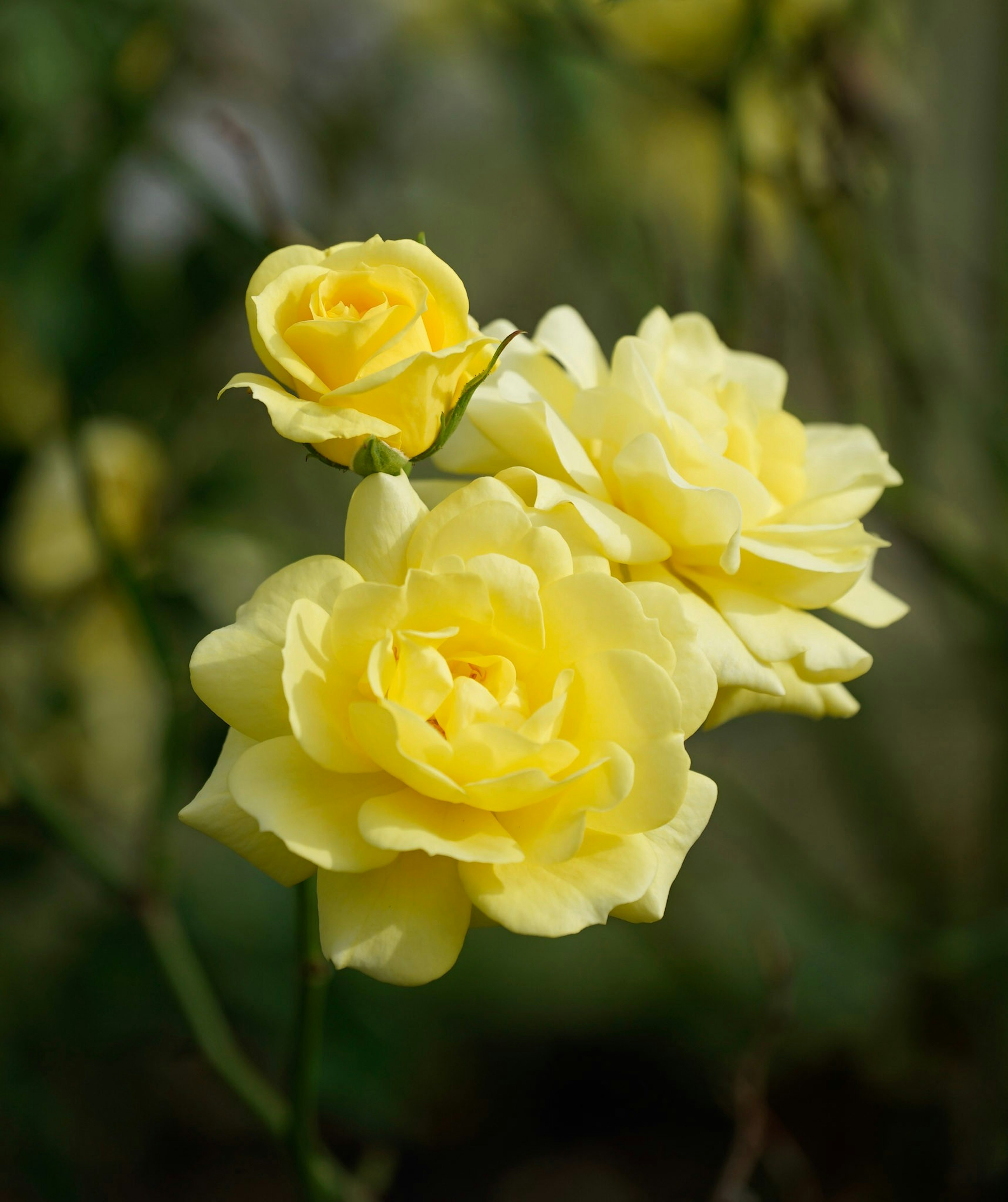 黄色いバラの花束が鮮やかに咲いている