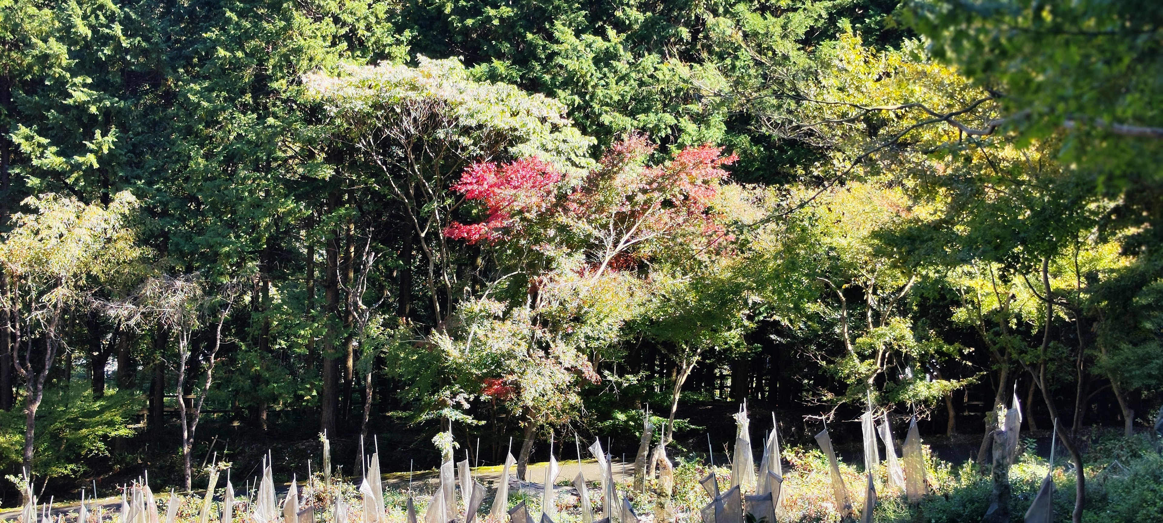 Paesaggio lussureggiante con alberi colorati che mostrano un fogliame autunnale