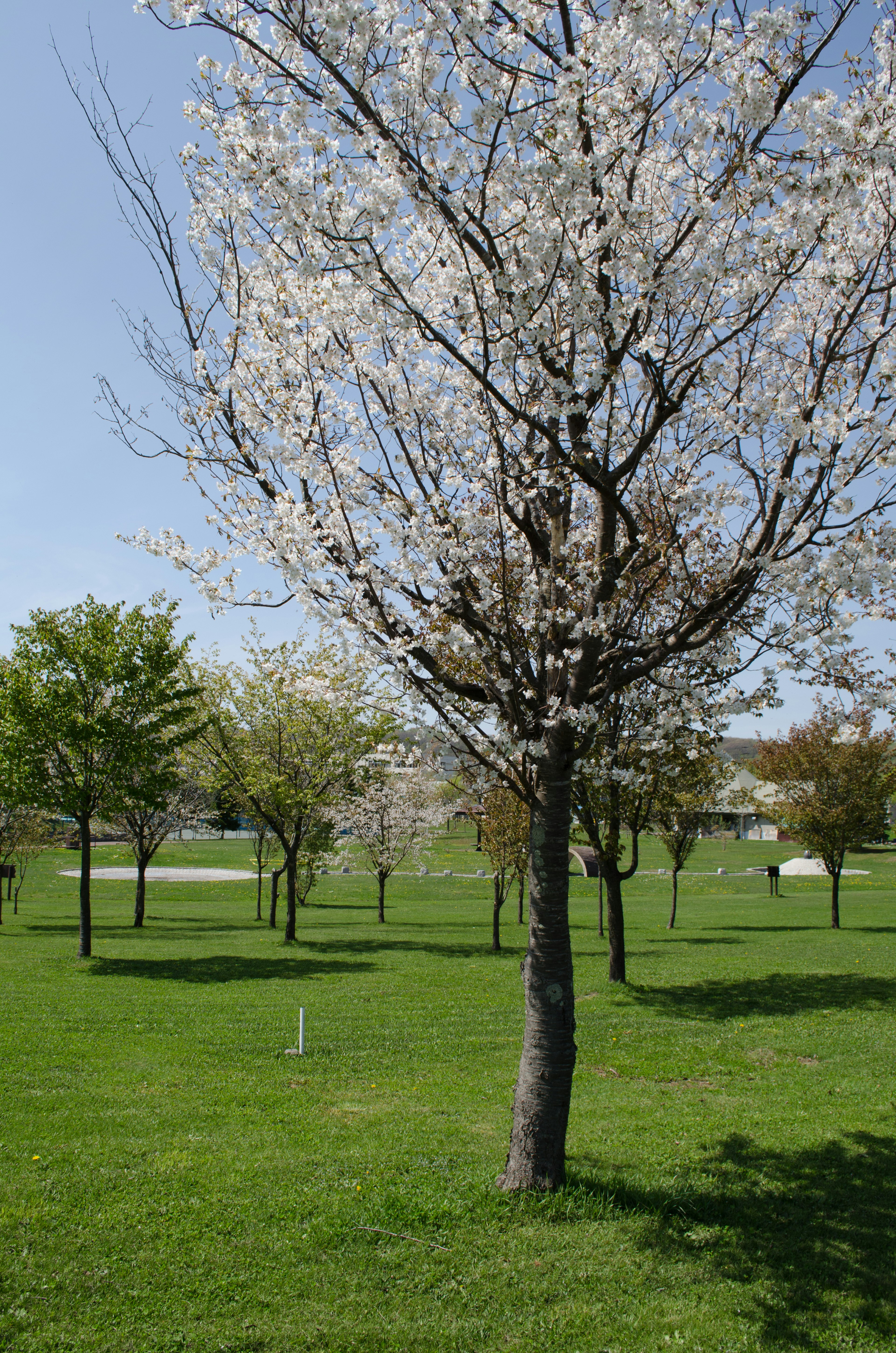 Árbol de cerezo en flor rodeado de césped verde