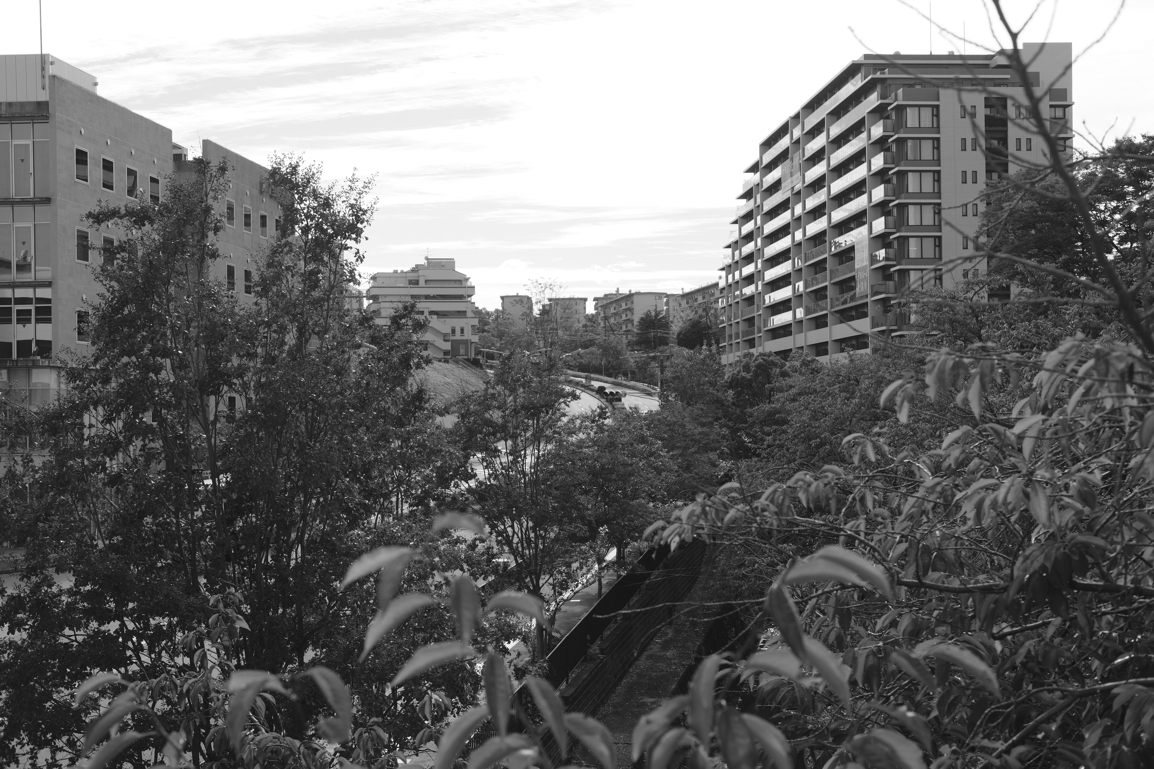 Paisaje urbano en blanco y negro con vegetación exuberante y edificios altos