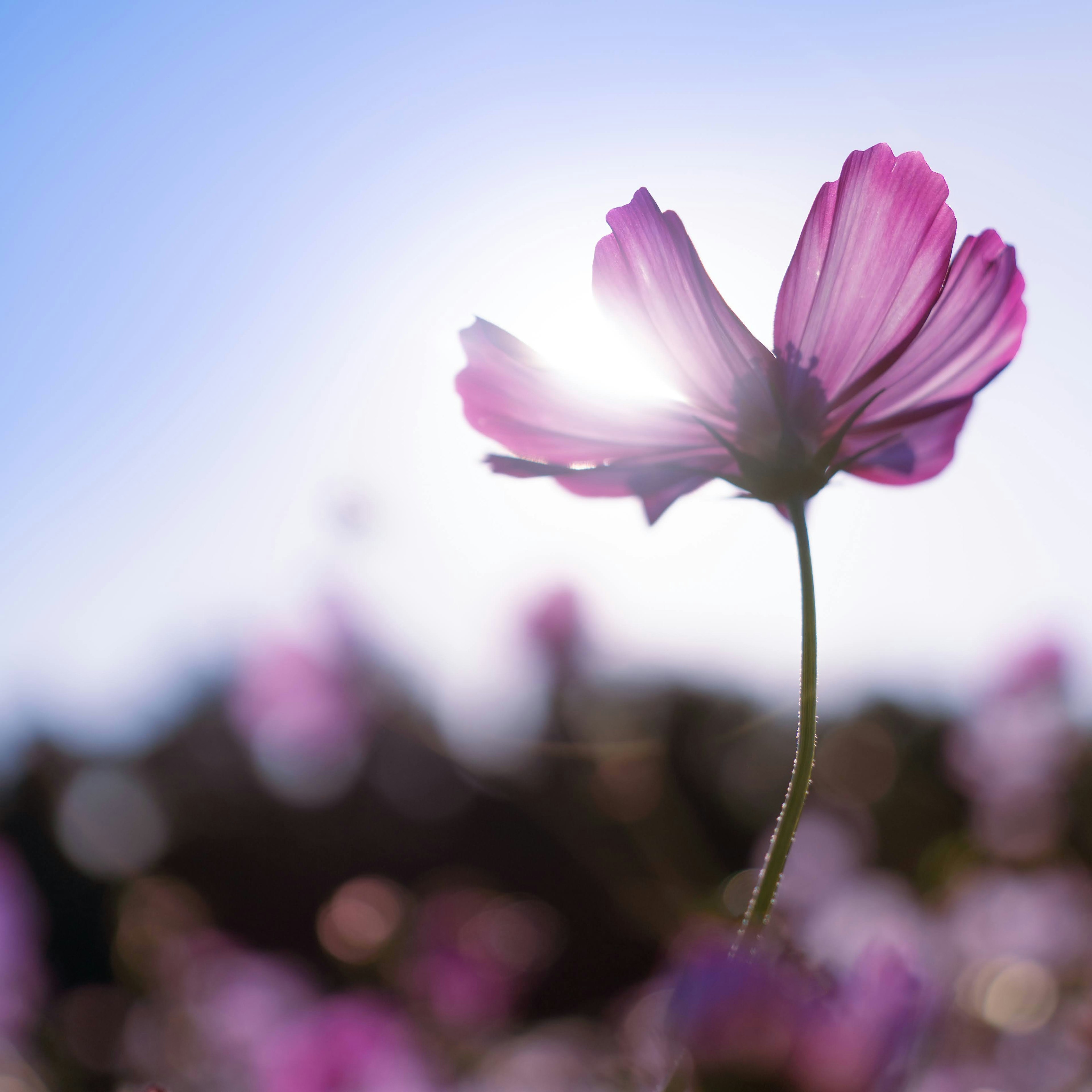 Nahaufnahme einer rosa Blume, die von hinten beleuchtet wird