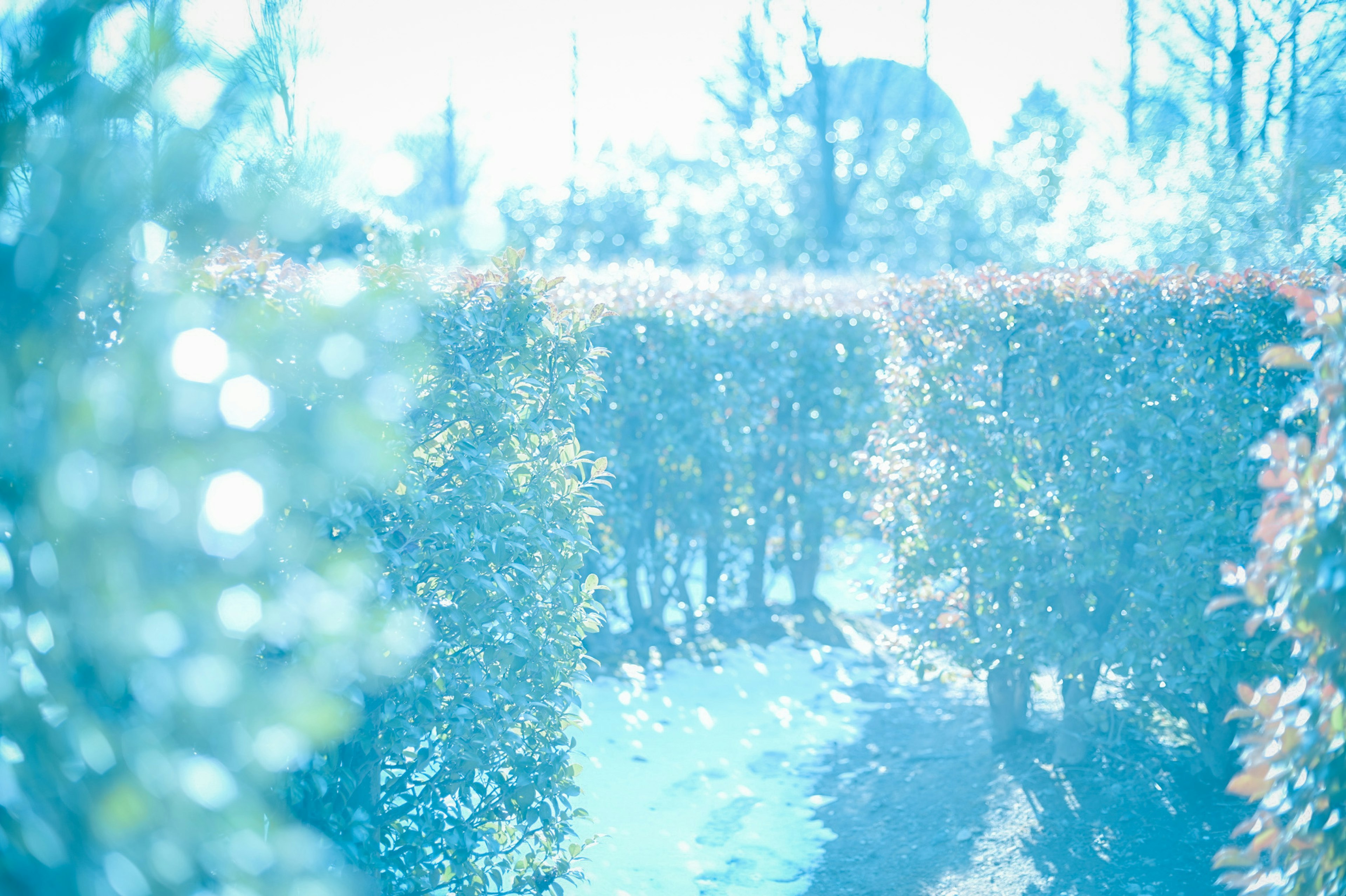 Sendero del jardín con tonos azules brillantes y setos bajo luz suave