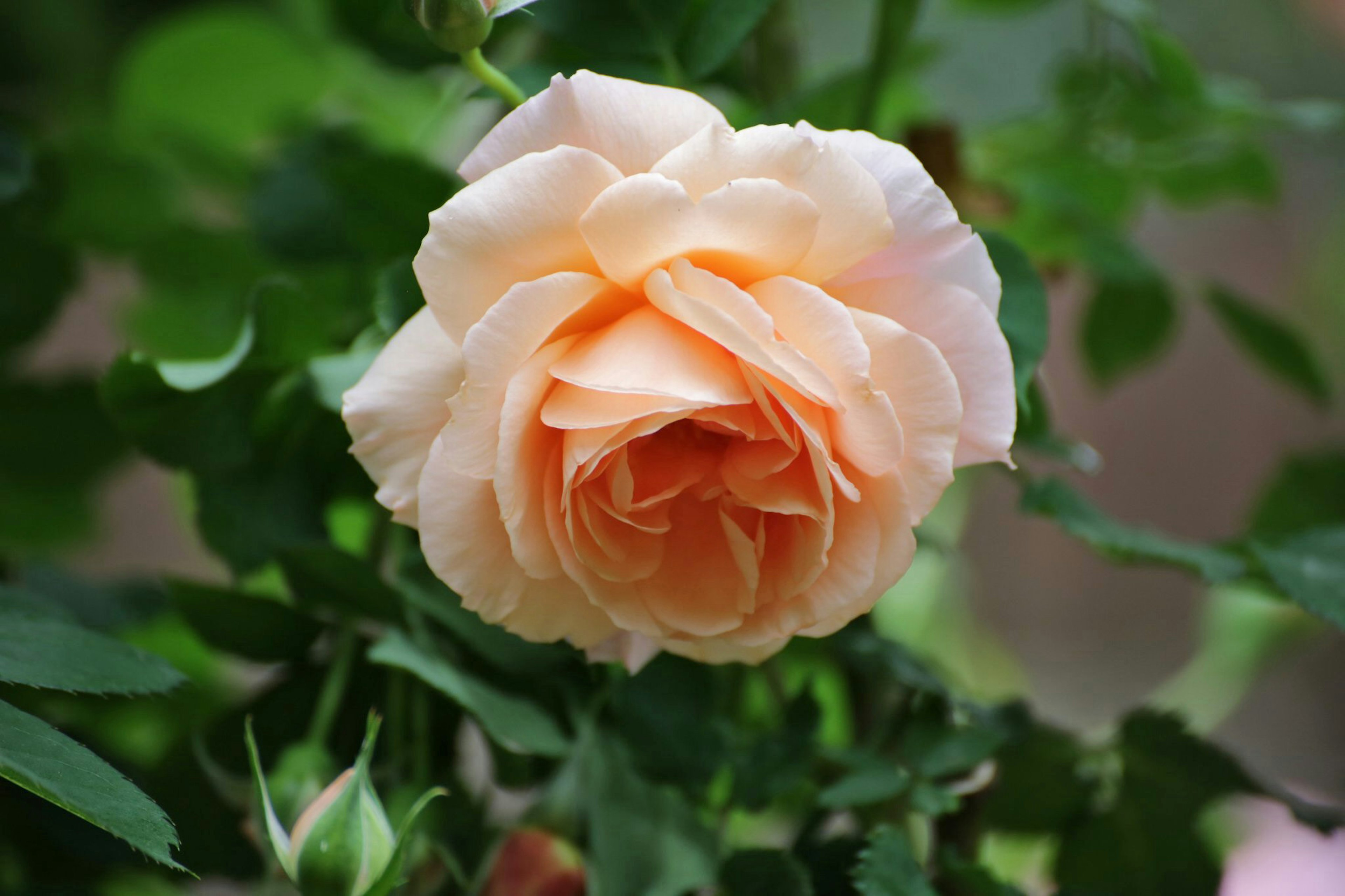 A peach rose blooming surrounded by green leaves