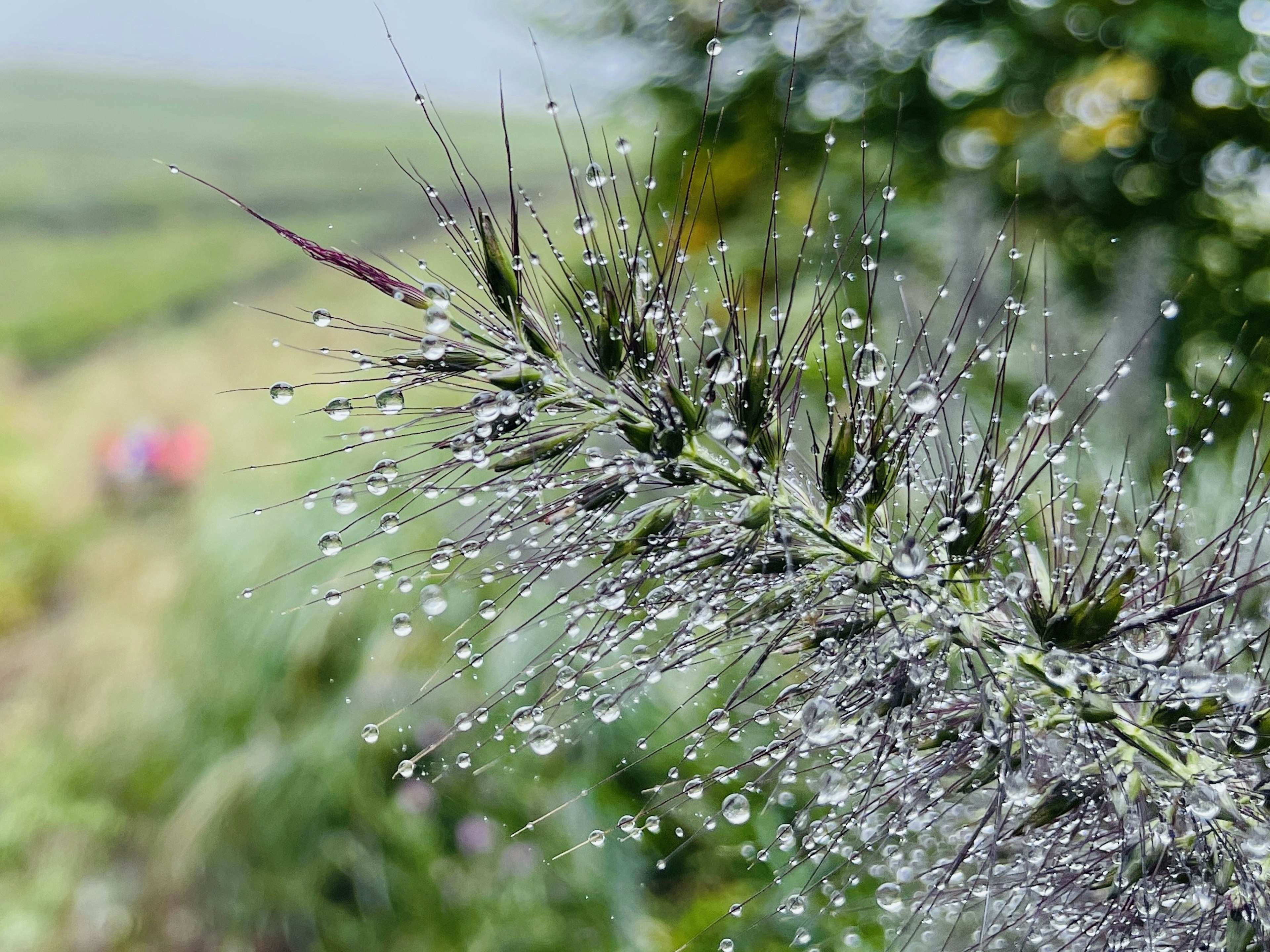 水滴が付いた緑色の植物の茎と背景のぼやけた風景