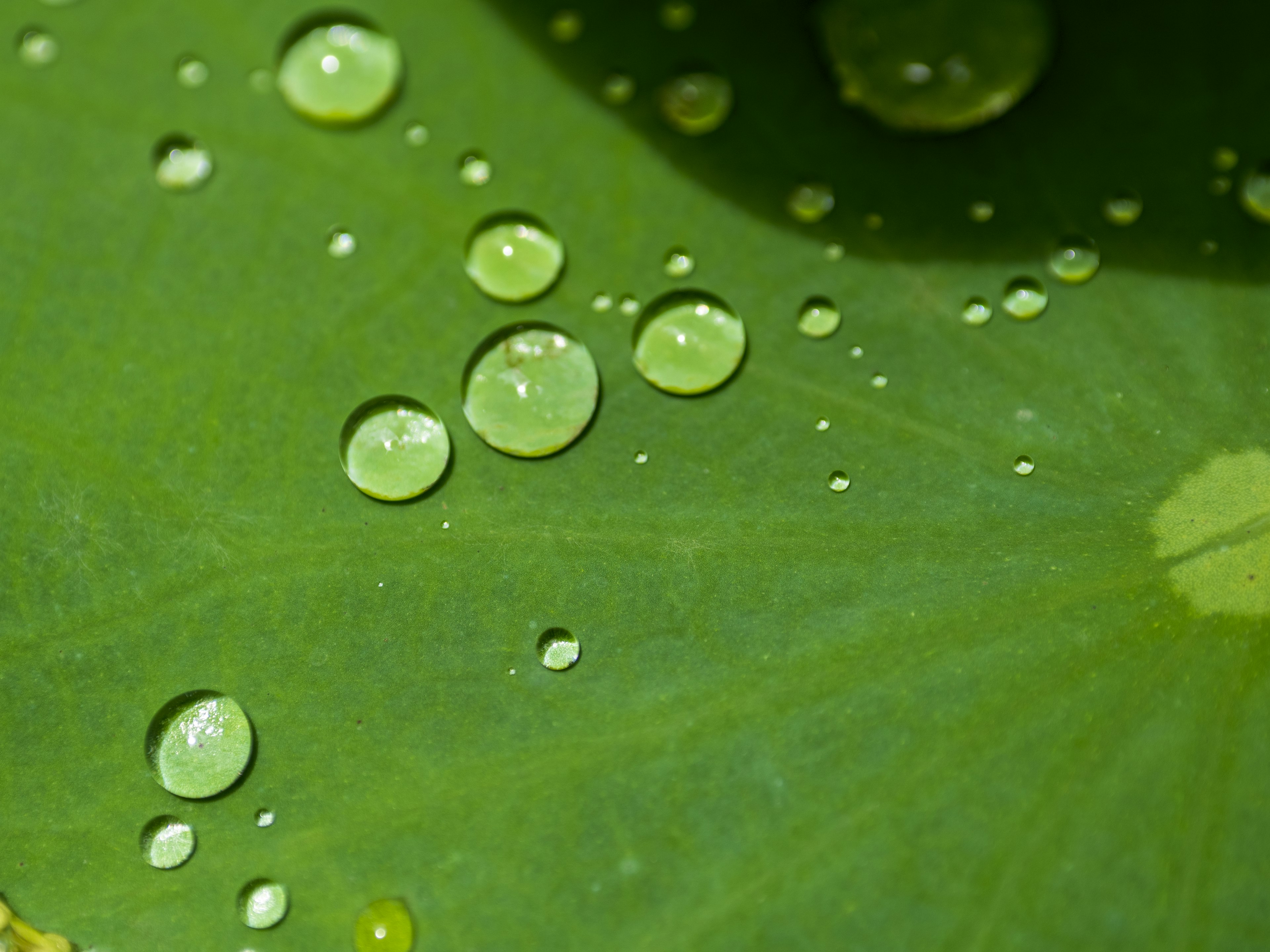 Wassertropfen, die auf einem grünen Blatt verstreut sind