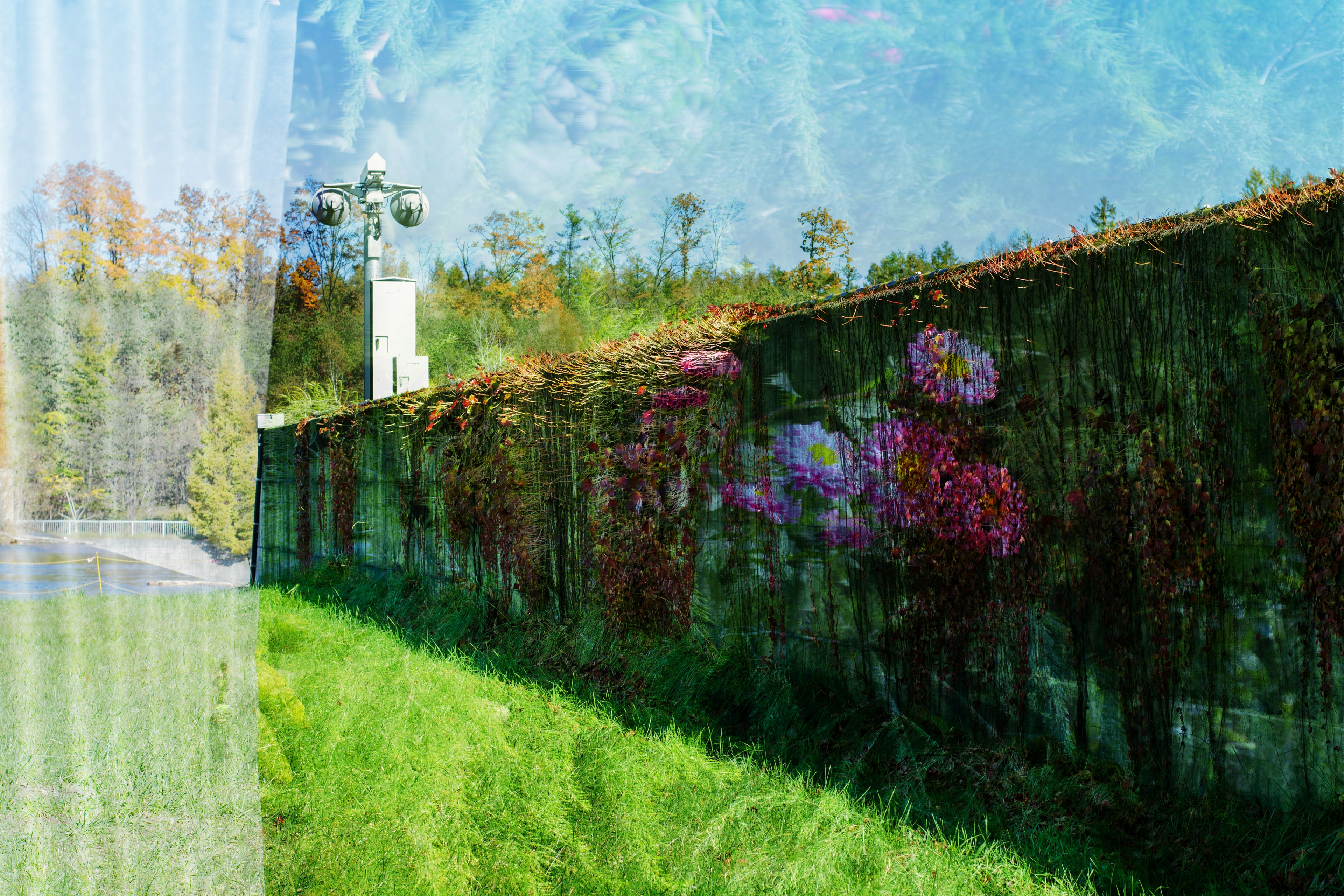 A vibrant wall covered in colorful flowers with green grass in the foreground