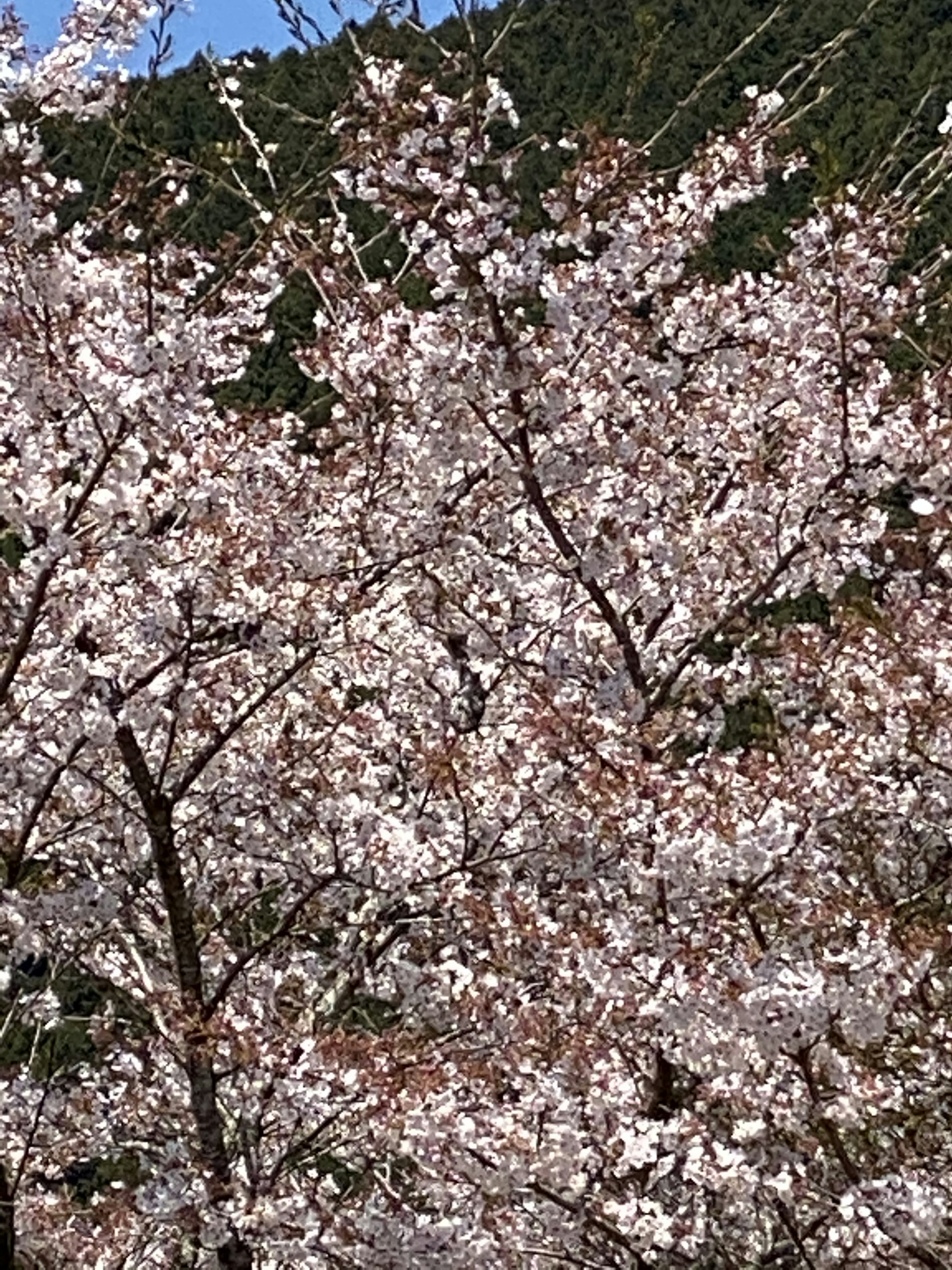 Close-up of cherry blossom trees in full bloom against a blue sky