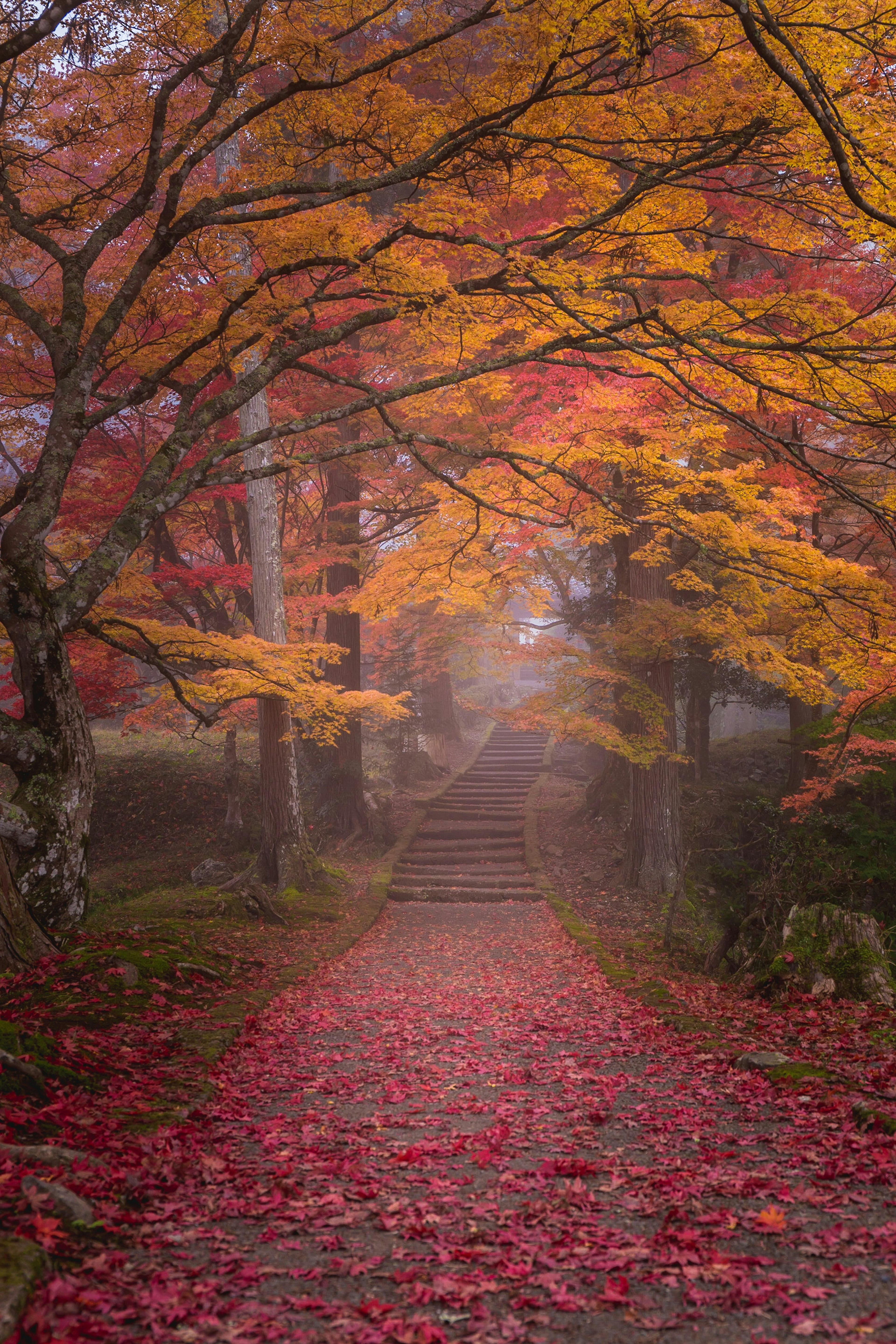 霧に包まれた紅葉の道と階段