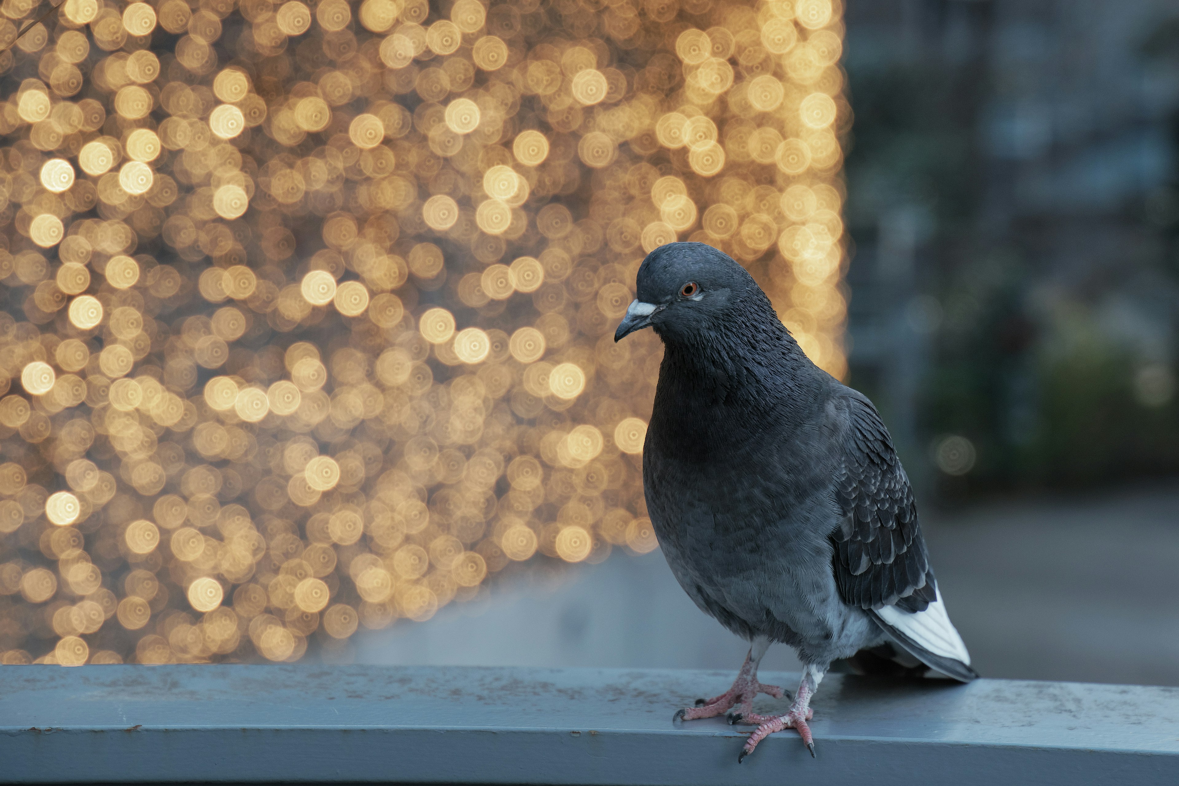 Pigeon gris perché sur une bordure avec des lumières dorées floues en arrière-plan