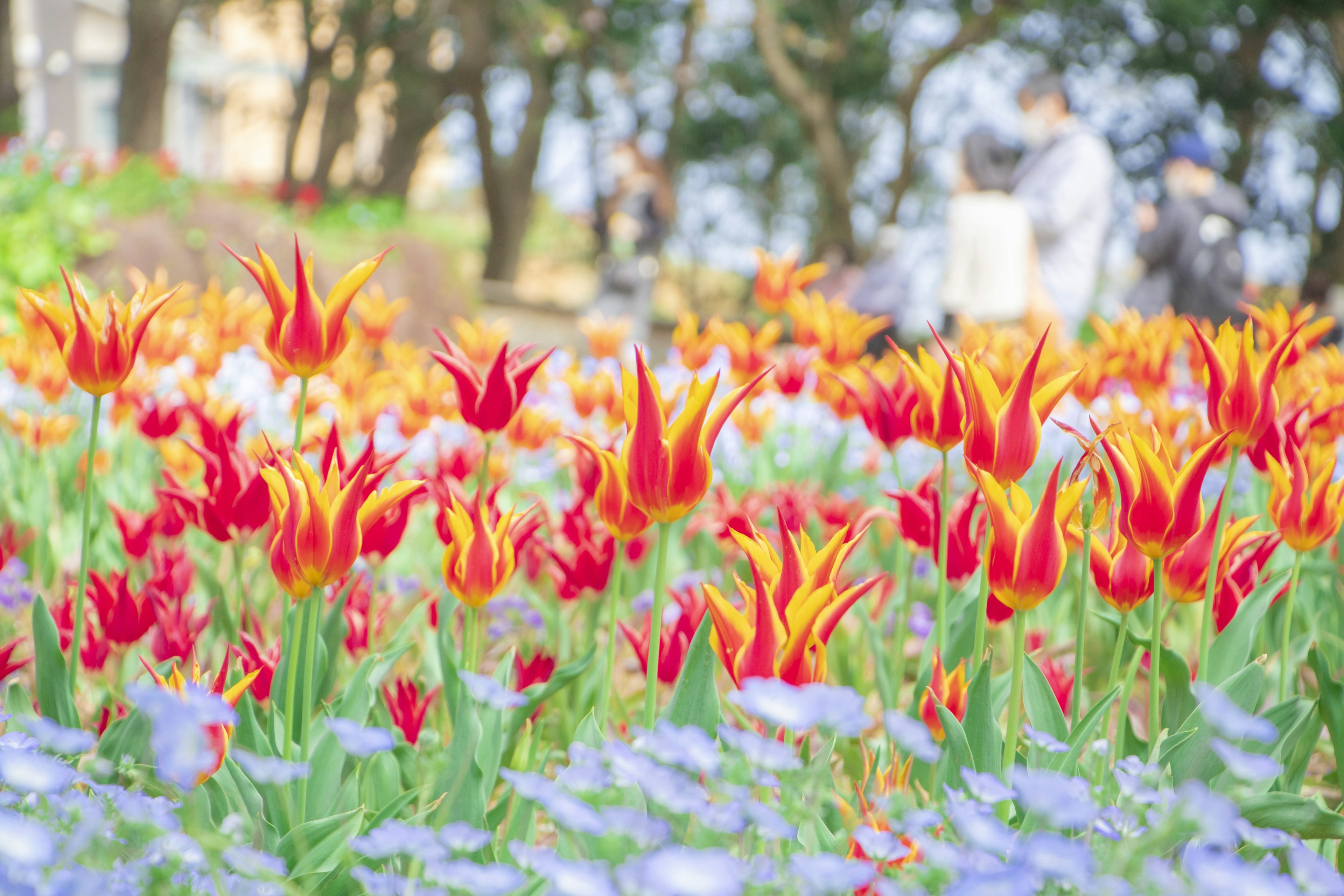 Lebendige rote und orangefarbene Tulpen neben blauen Blumen in einem Park