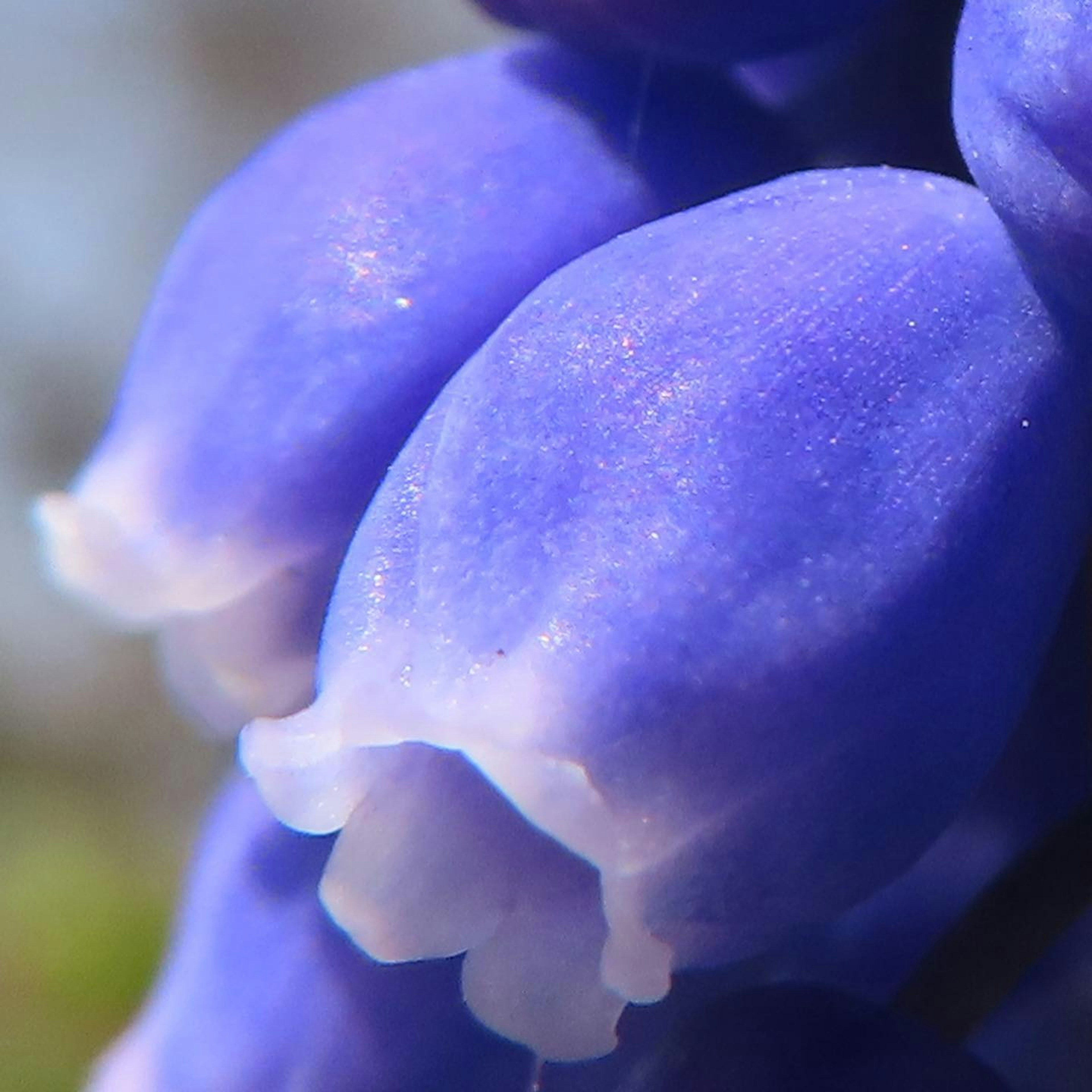 Raggruppamento di boccioli di fiori viola vivaci con bordi delicati