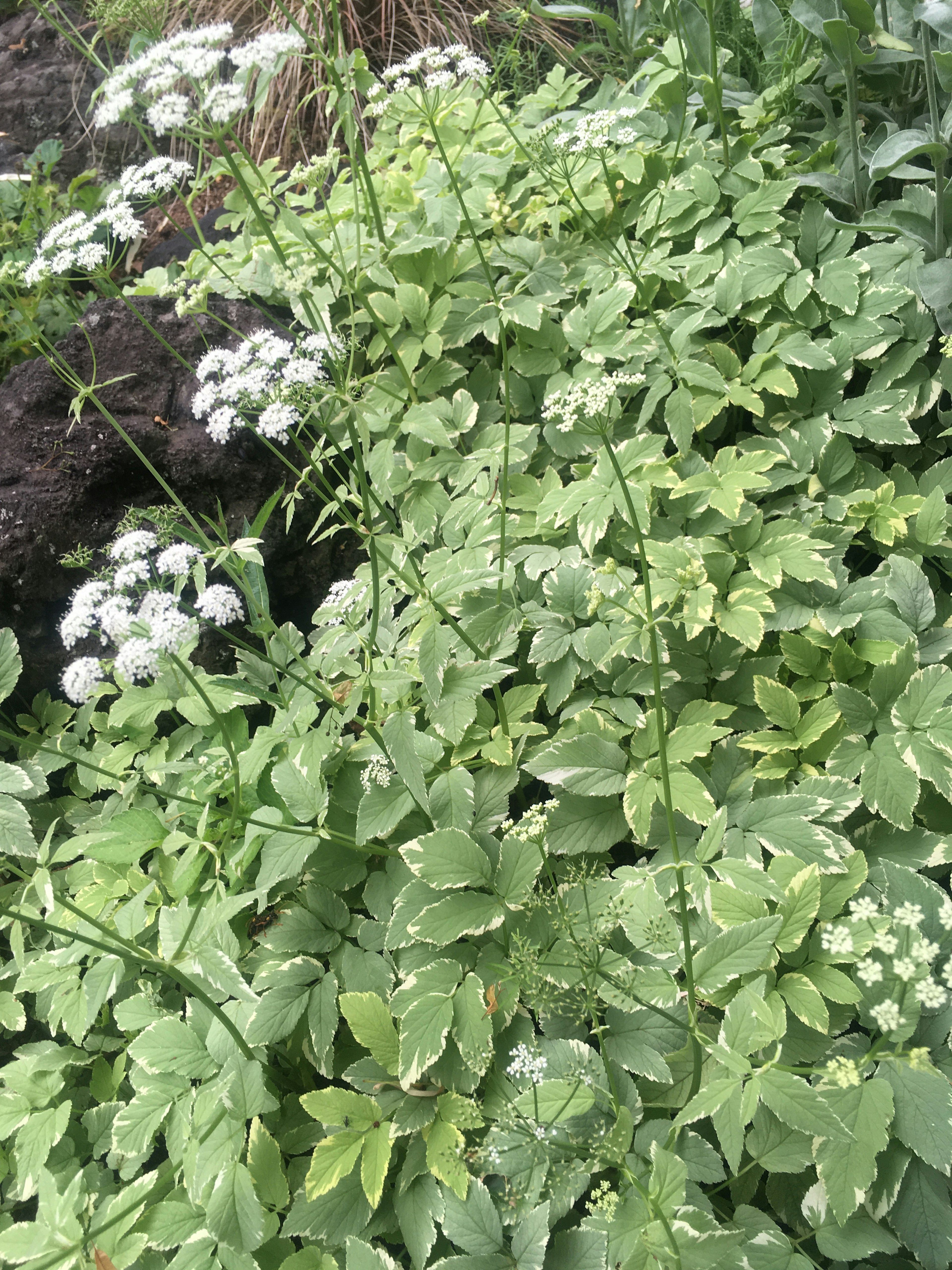 緑の葉と白い花を持つ植物の群生