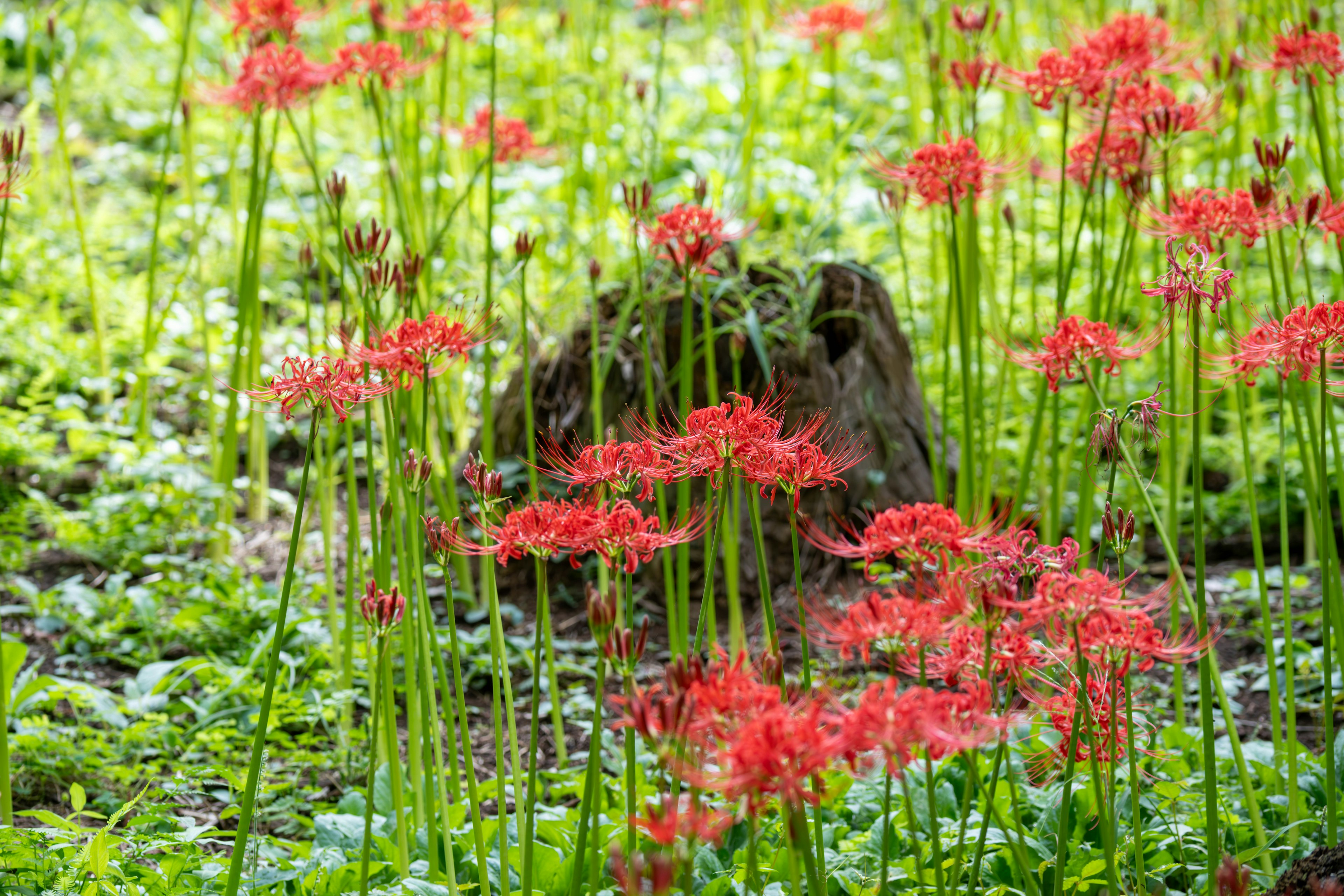 赤い彼岸花が生い茂る緑の草原にある石の周りの風景