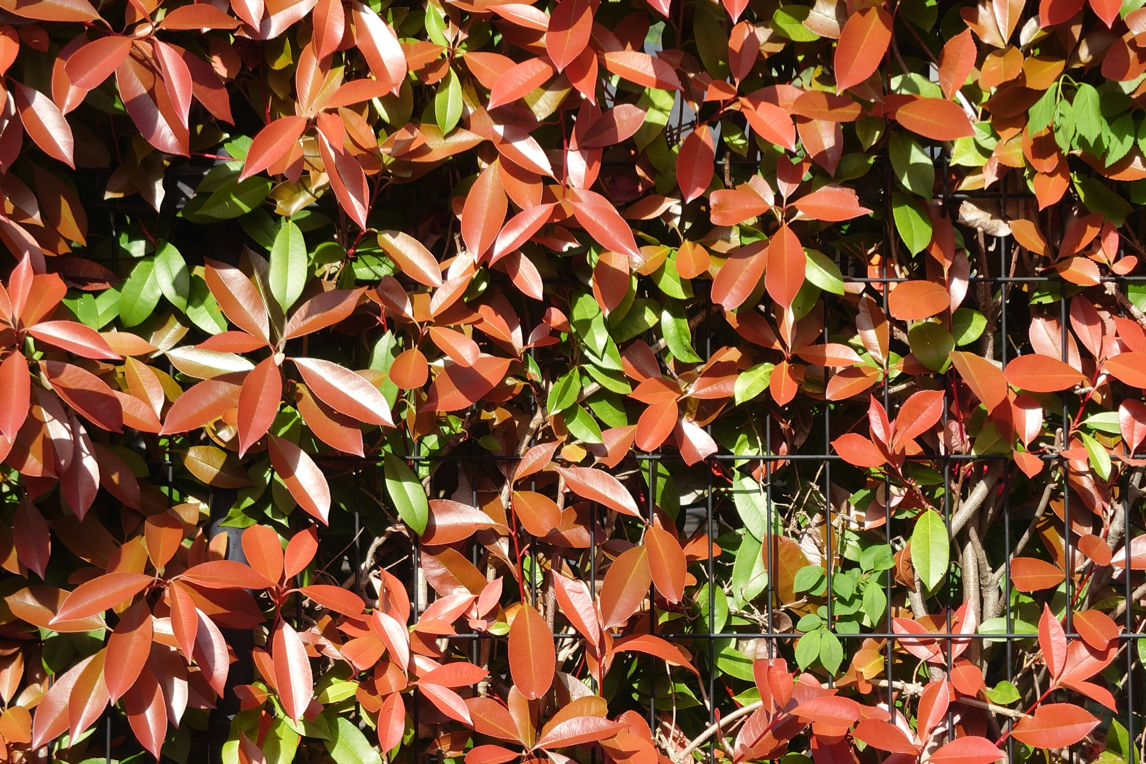 Close-up of a colorful hedge with green and reddish leaves