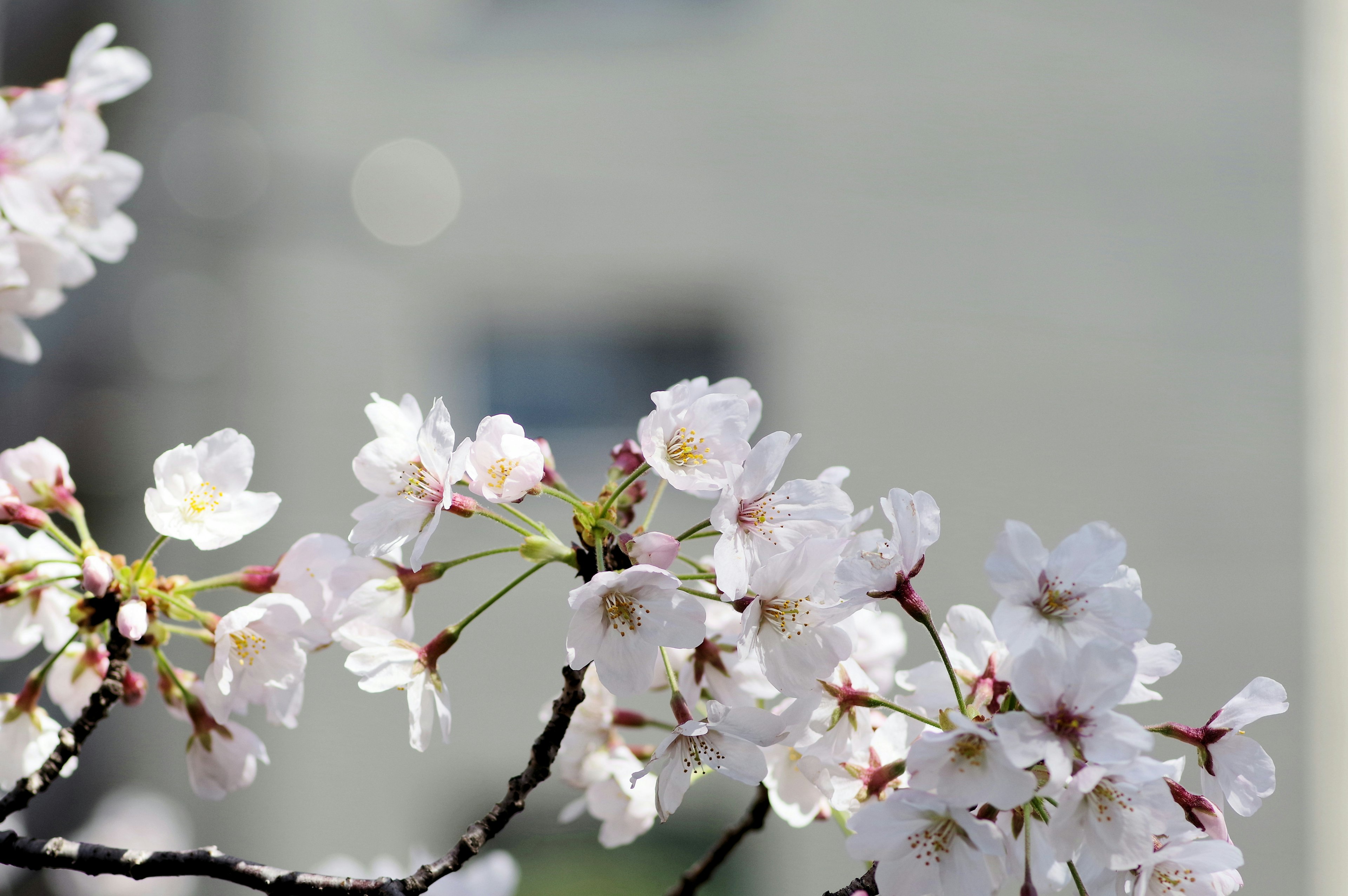 Gros plan sur des branches de cerisier en fleurs avec un bâtiment flou en arrière-plan