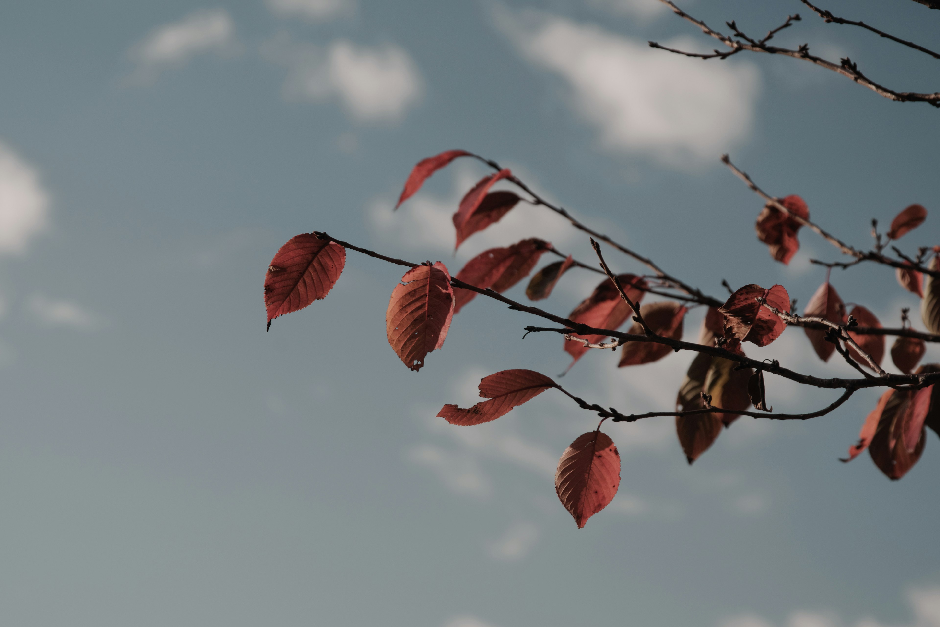 Zweig mit roten Blättern vor blauem Himmel