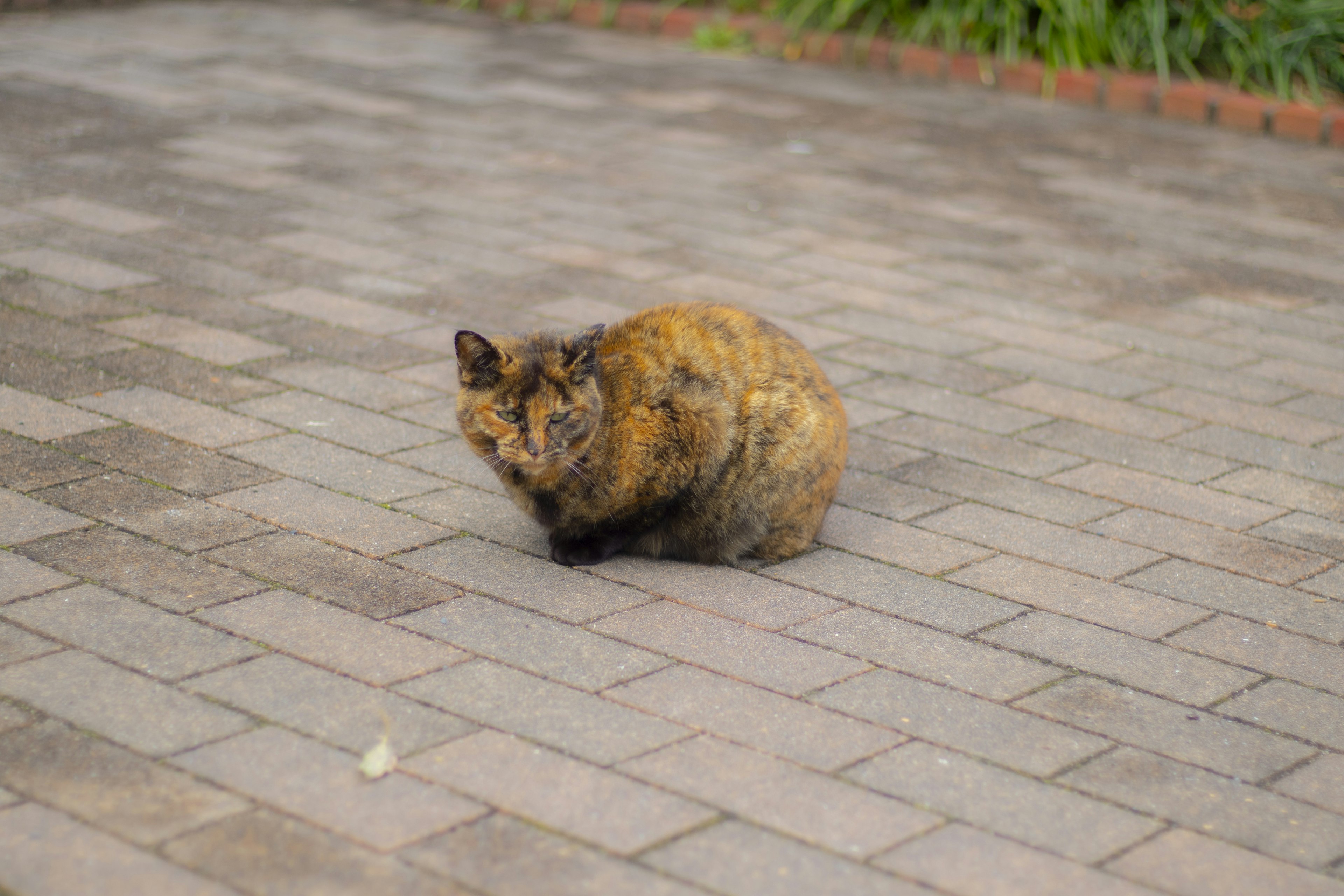 A small cat sitting on a cobblestone surface