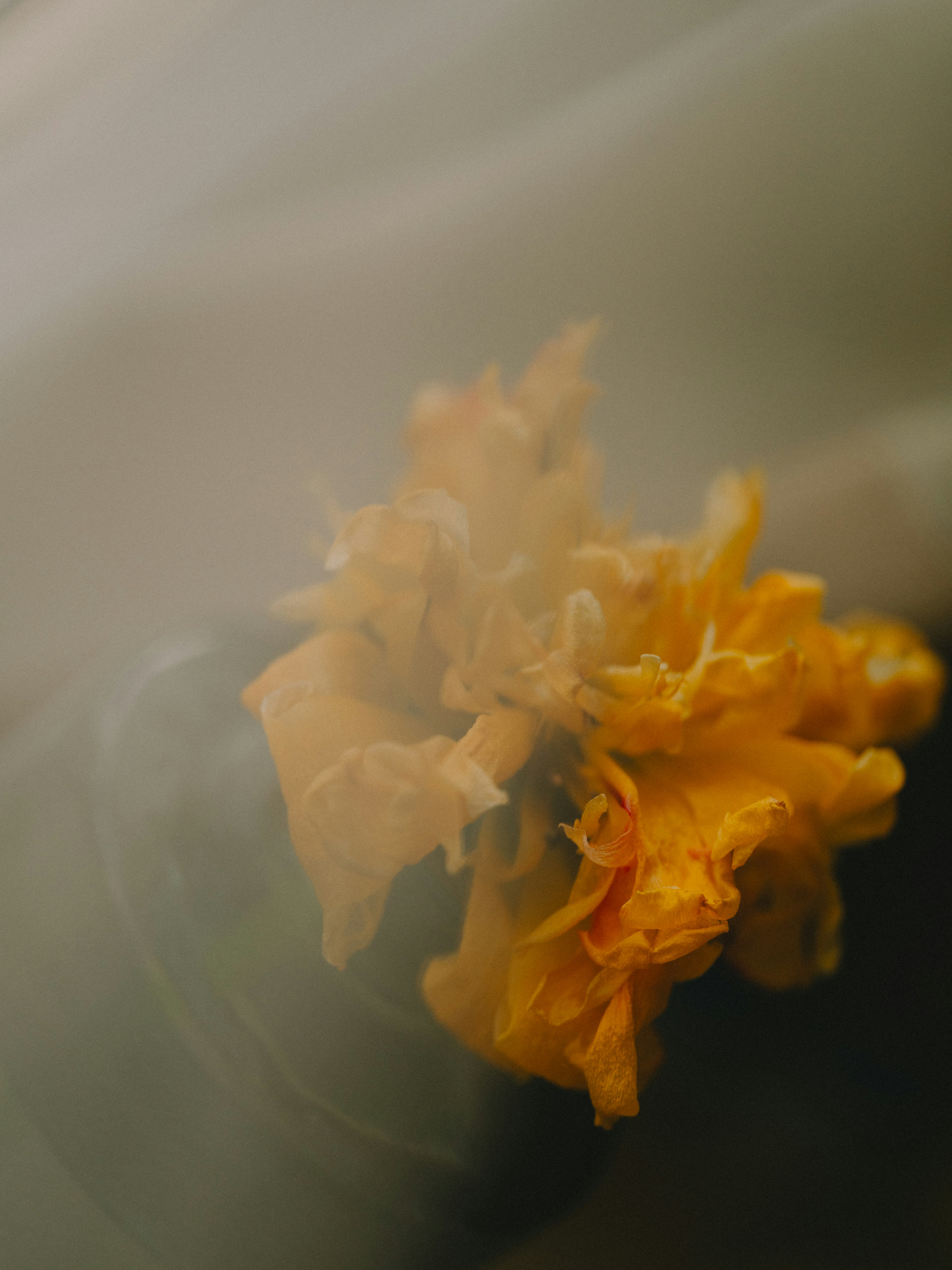 A soft-focused image featuring a vibrant yellow flower against a blurred background