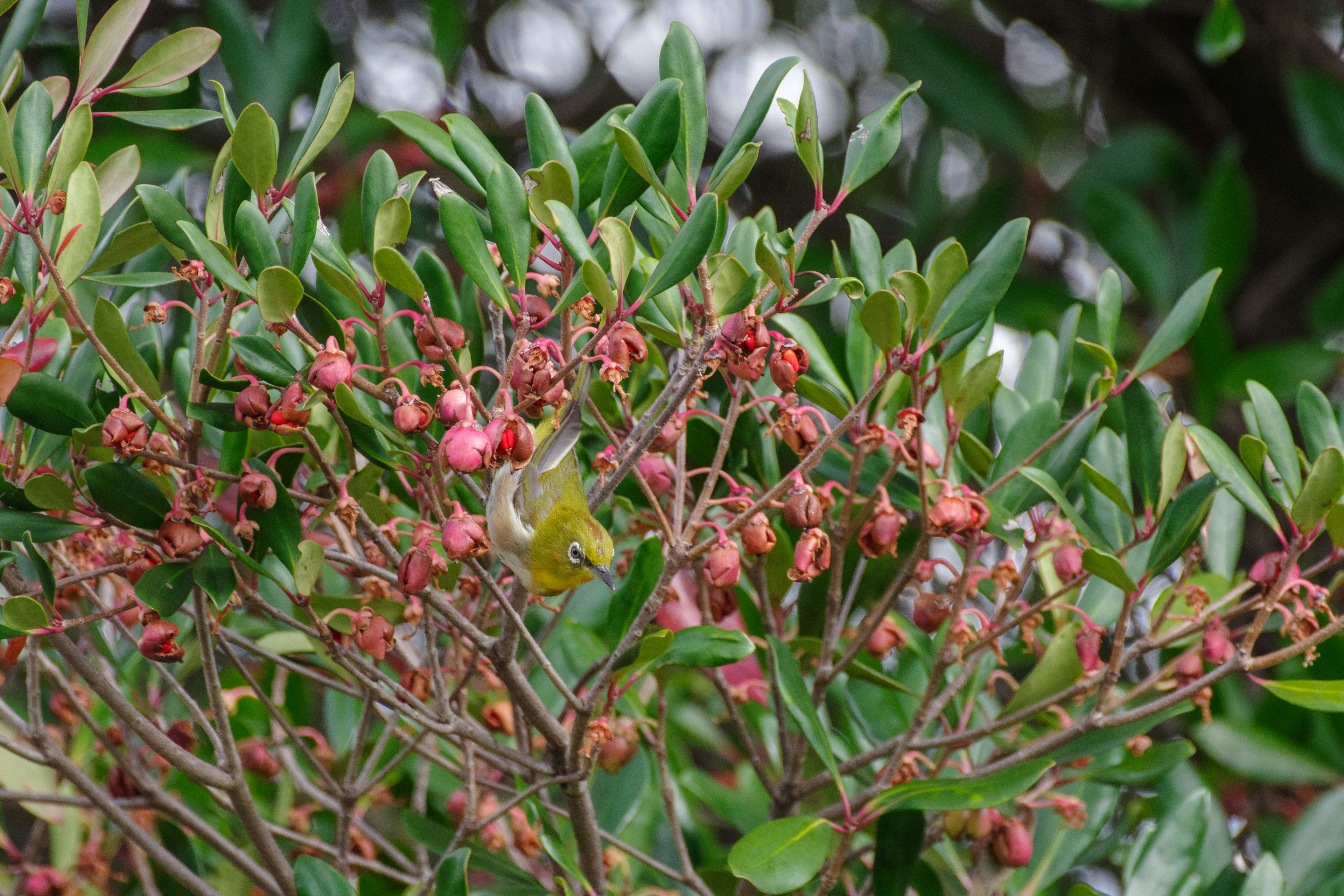 Un petit oiseau caché parmi des feuilles vertes et des fleurs roses sur une branche