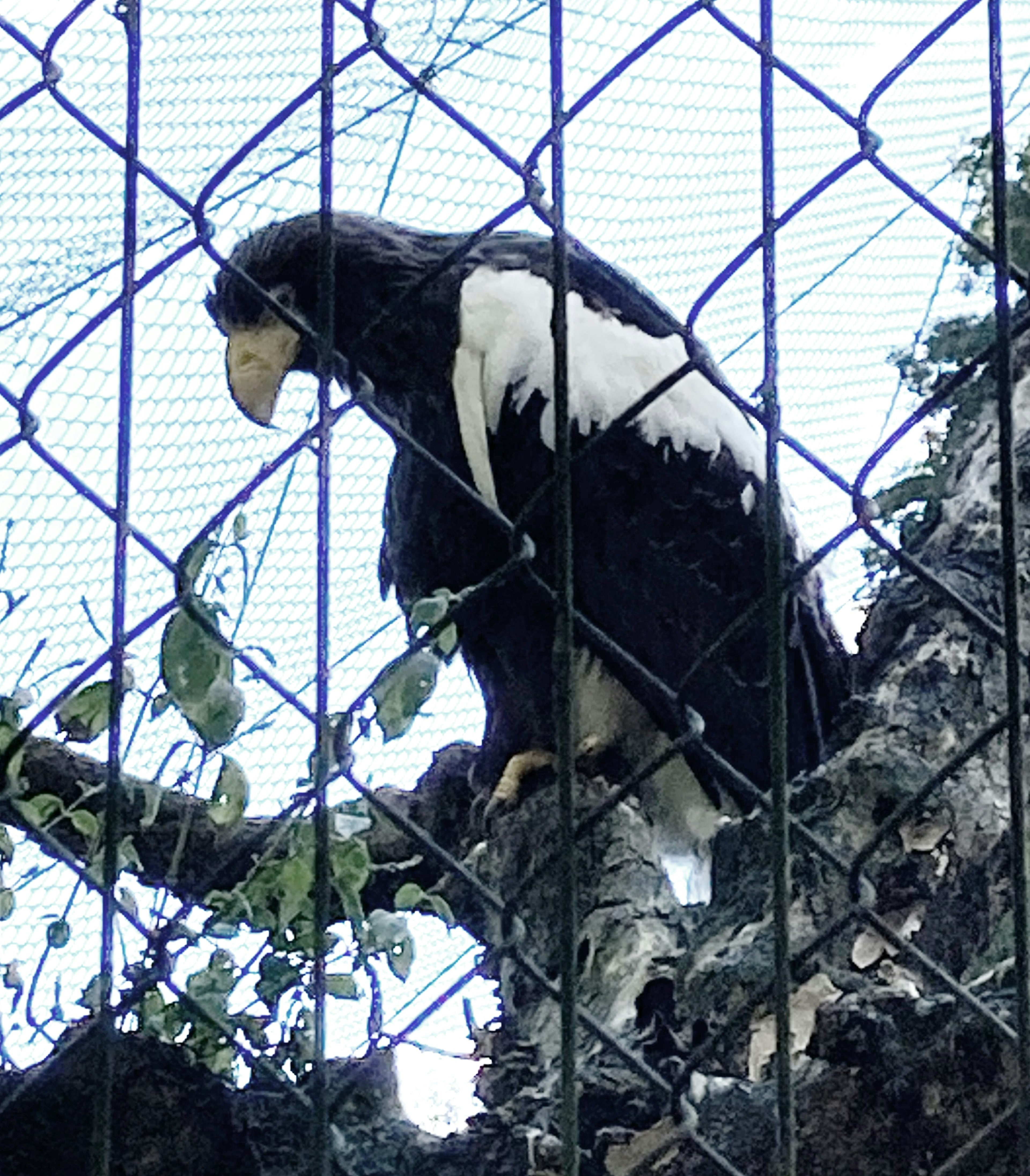 Eagle perched on a branch inside a cage with a white chest