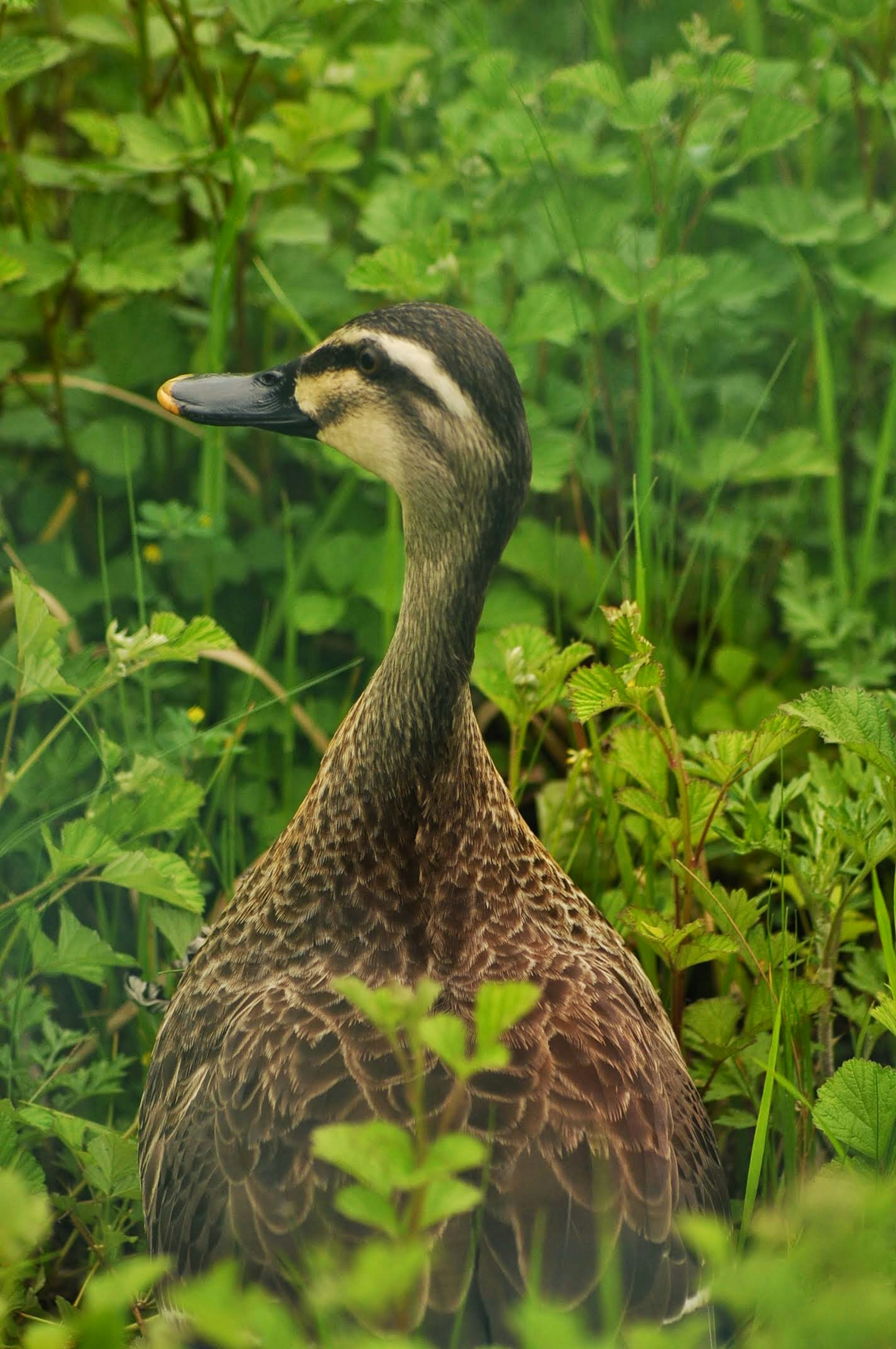 Ente steht in üppiger grüner Vegetation