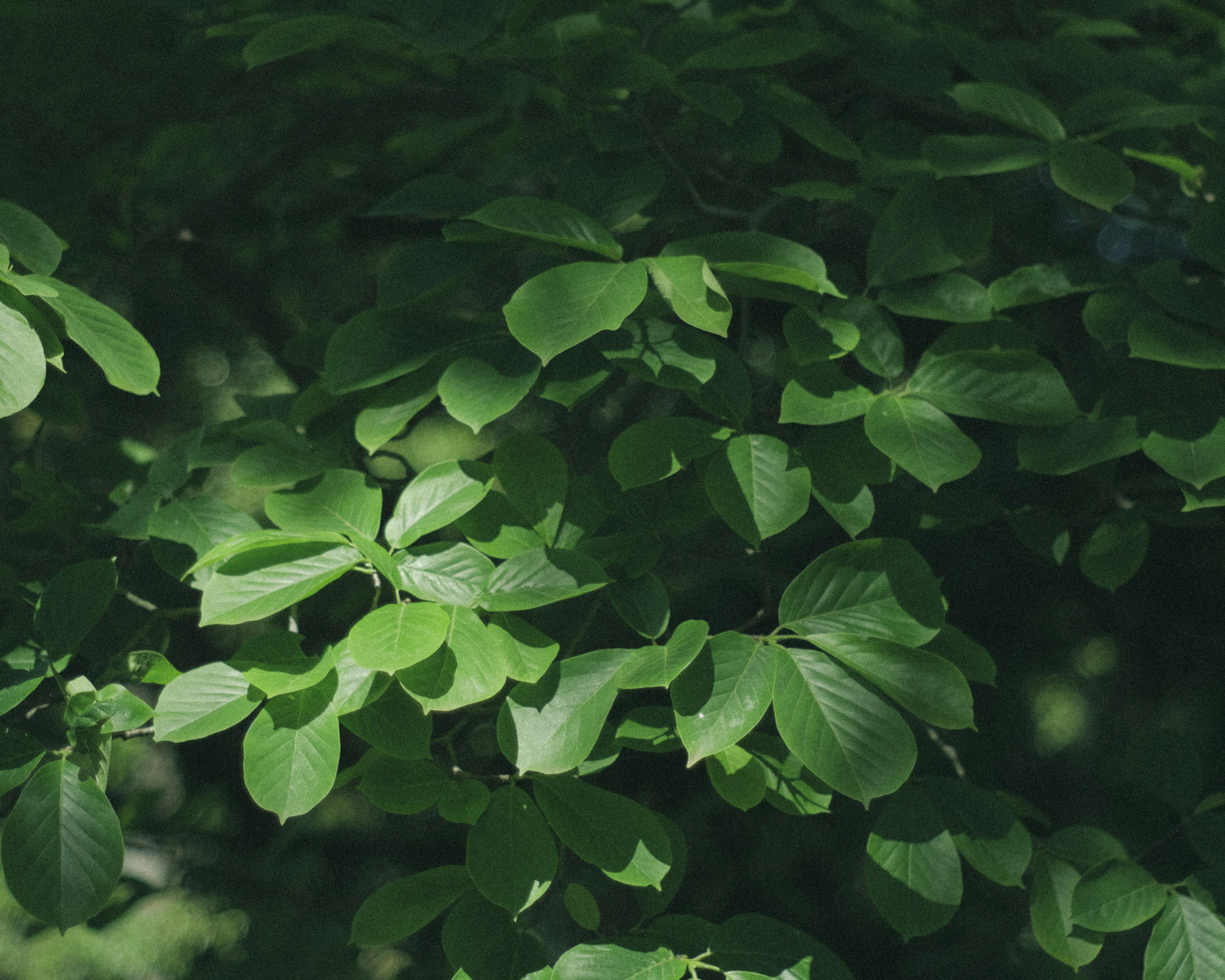 Close-up of lush green leaves on a tree branch