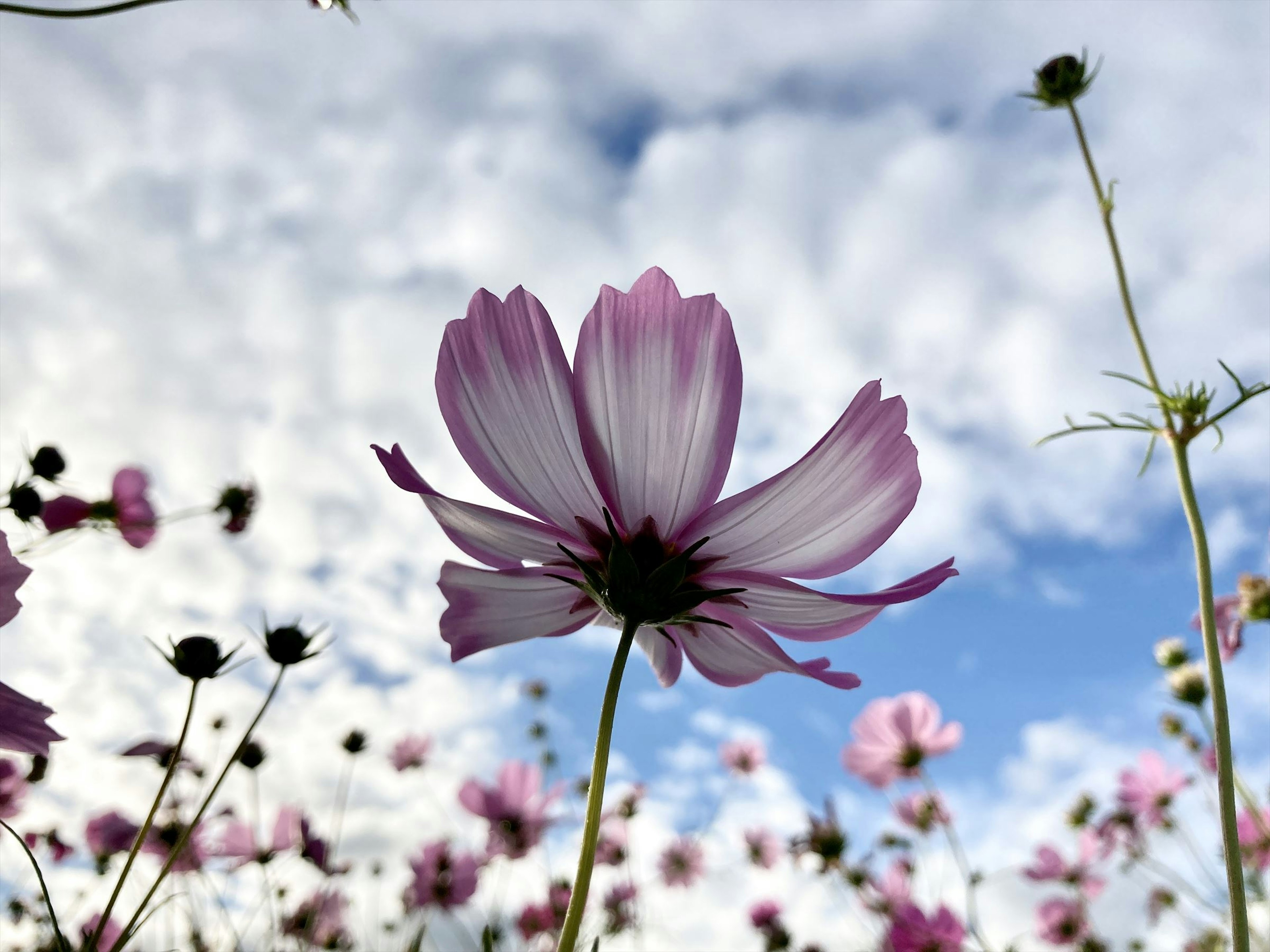 Close-up of a pink flower against a blue sky with white clouds