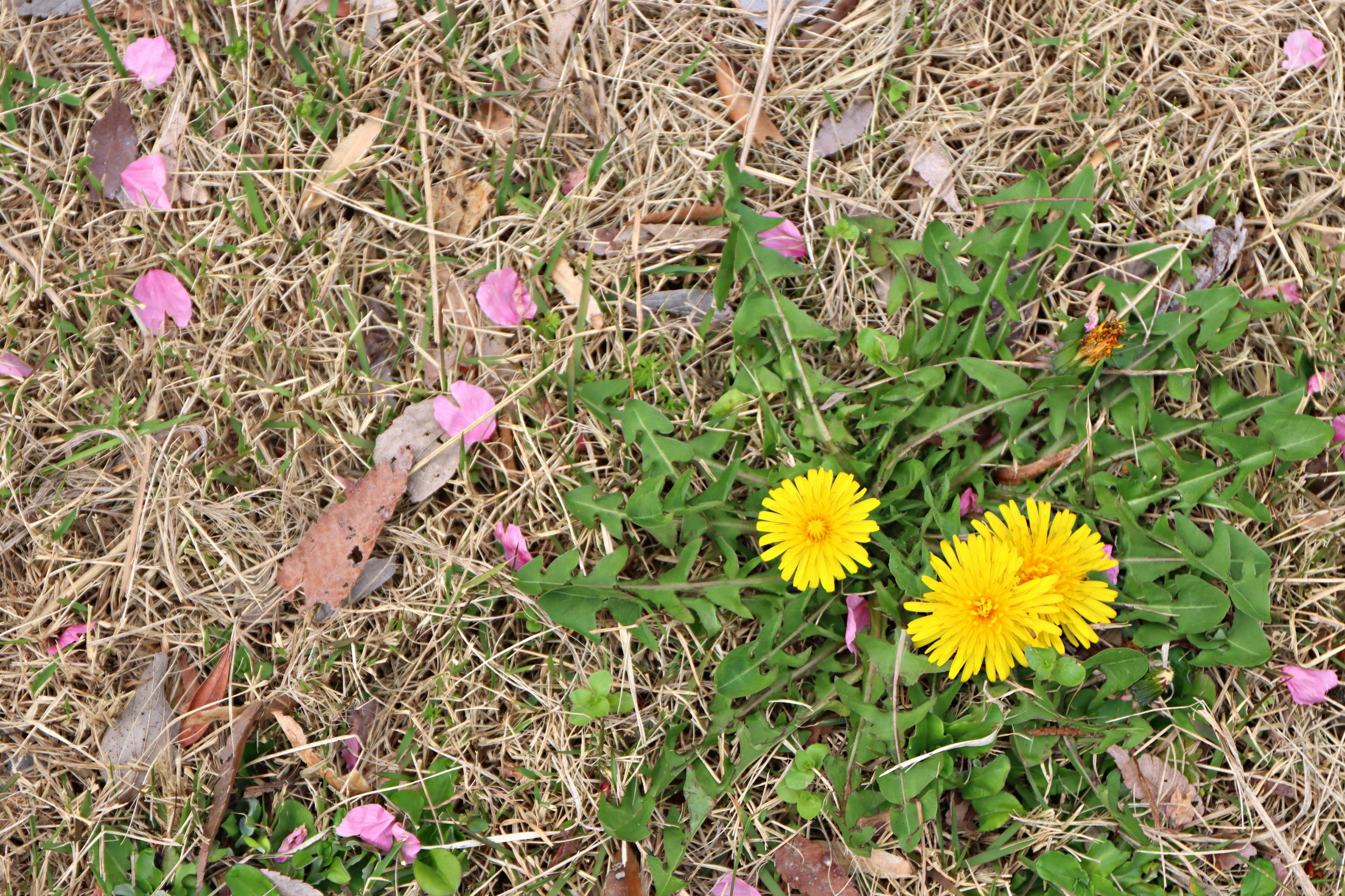 Yellow dandelions with scattered pink petals on grass