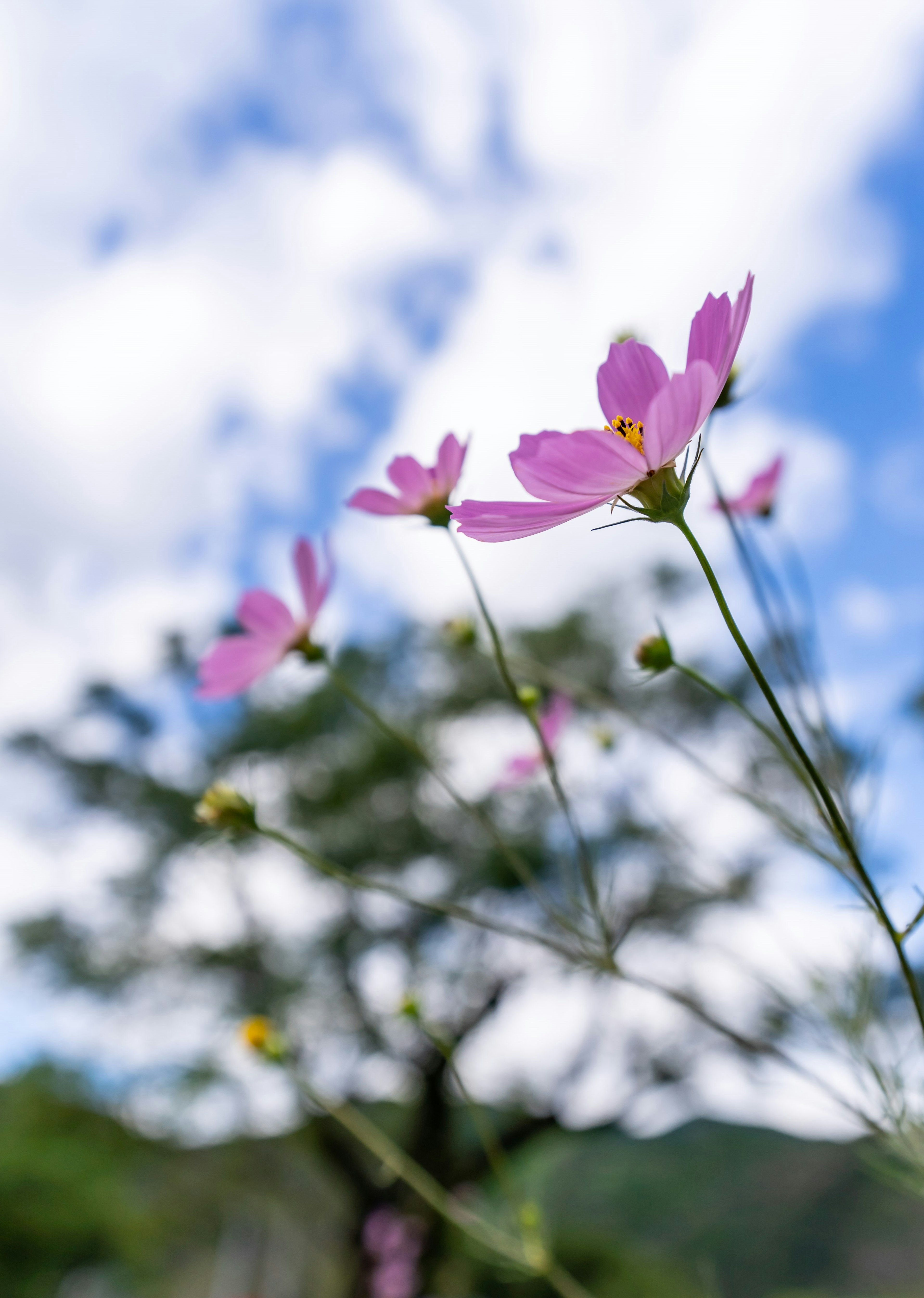 青空の下に咲くピンクの花々と緑の背景