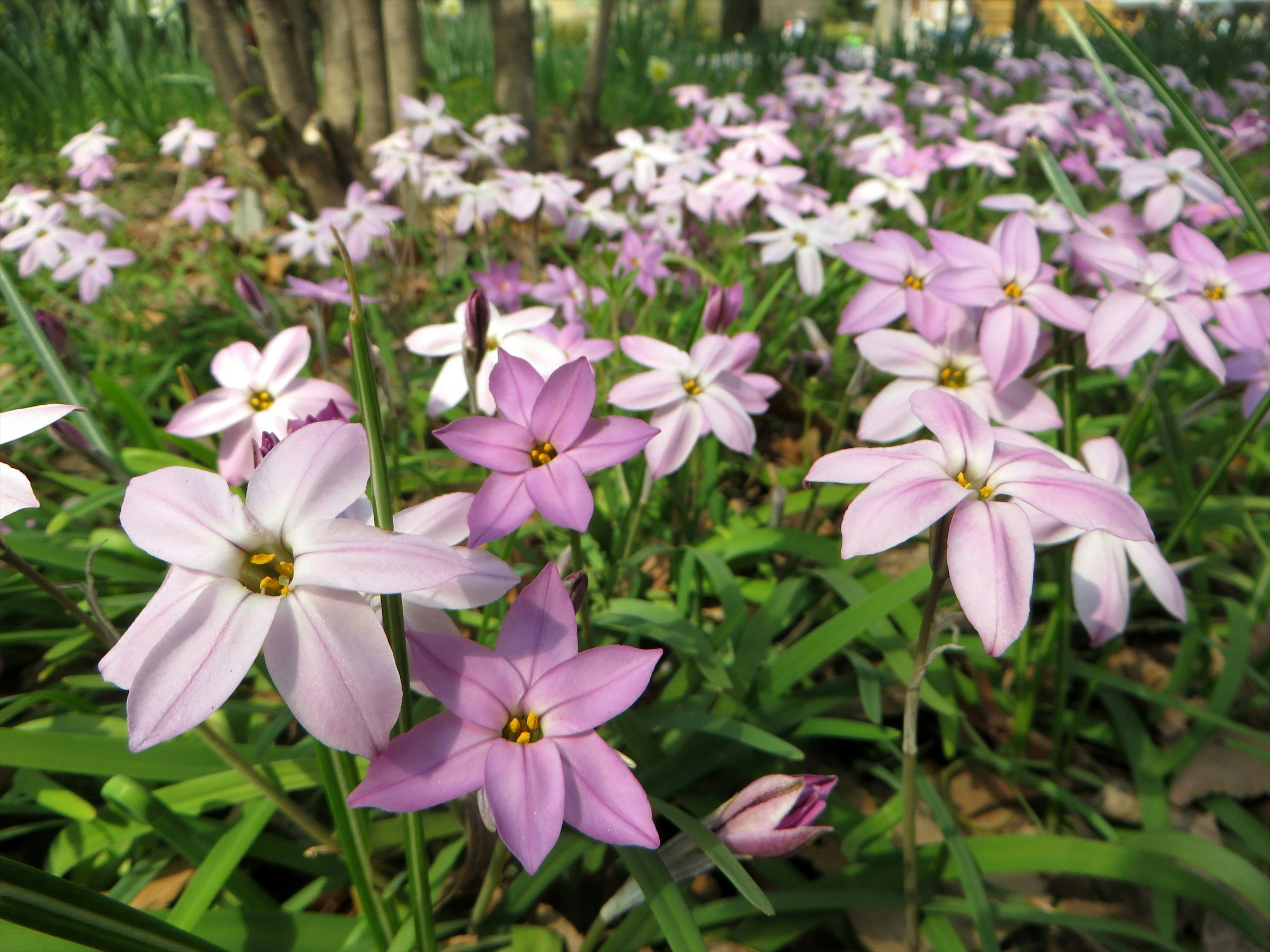 ทิวทัศน์ที่สวยงามของดอกไม้สีชมพูเบ่งบานในพื้นที่หญ้าสีเขียว