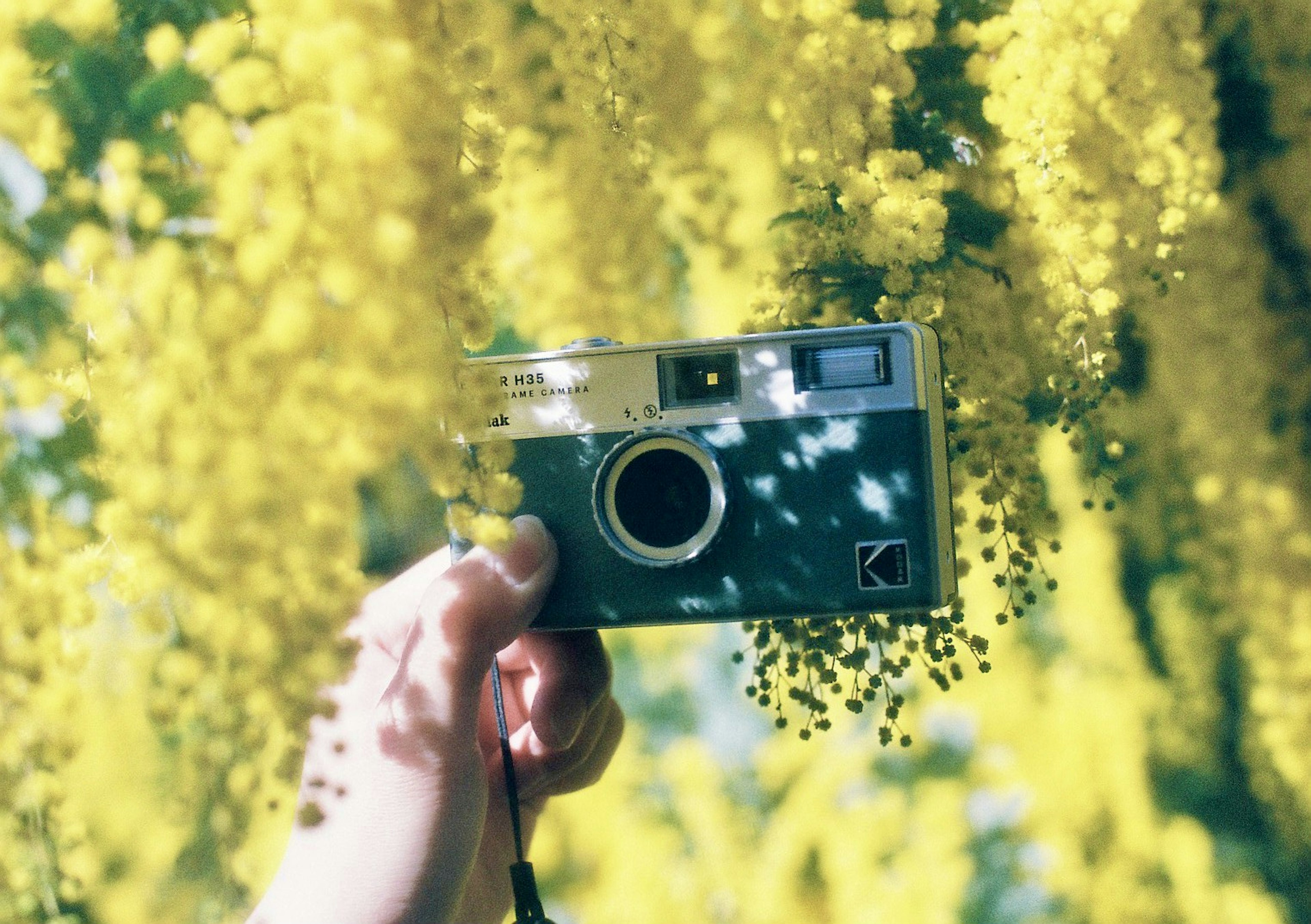 Hand holding a camera surrounded by vibrant yellow flowers