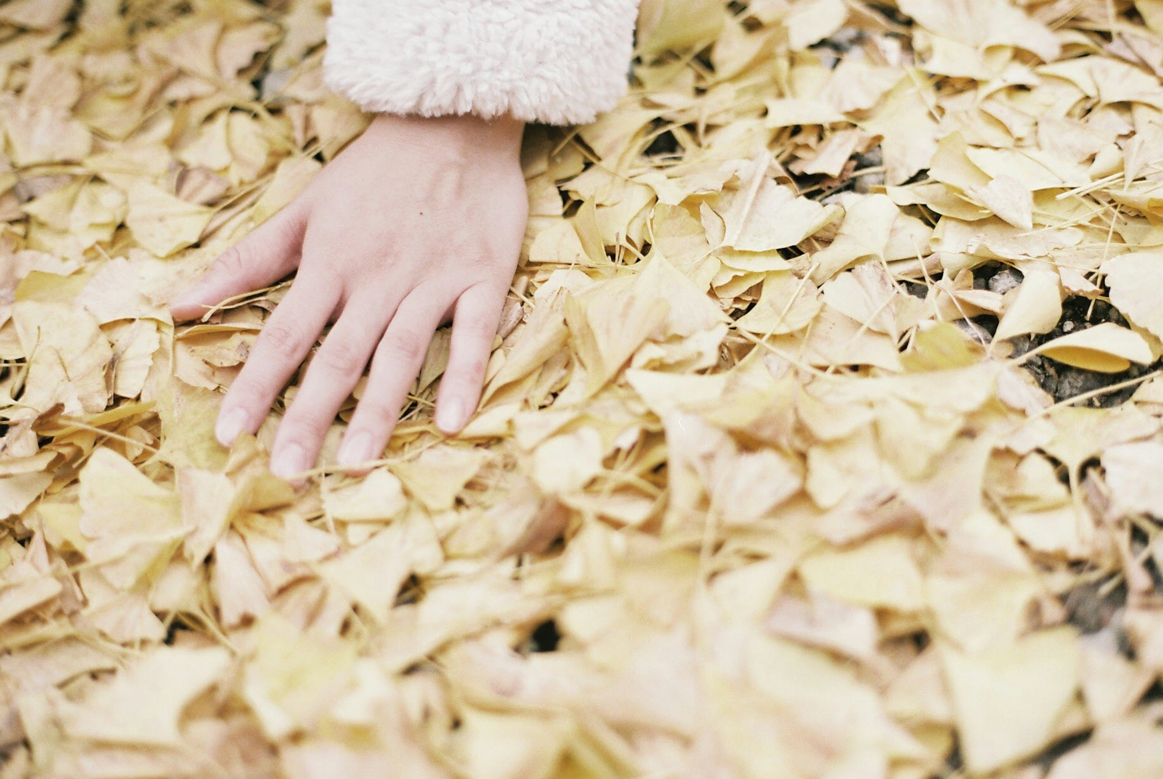 Une main posée sur un lit de feuilles jaunes