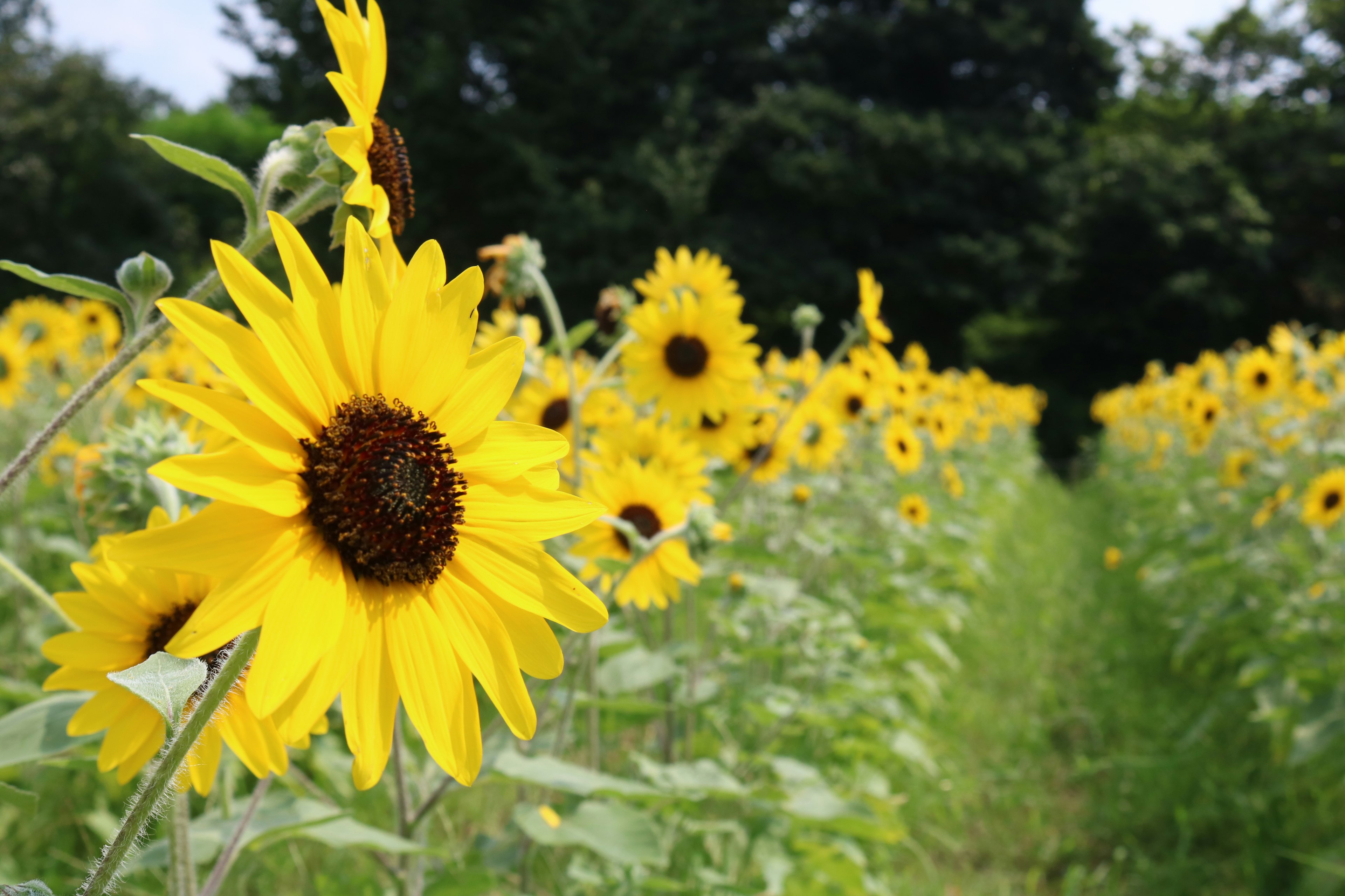 Lebendiges Feld mit blühenden Sonnenblumen