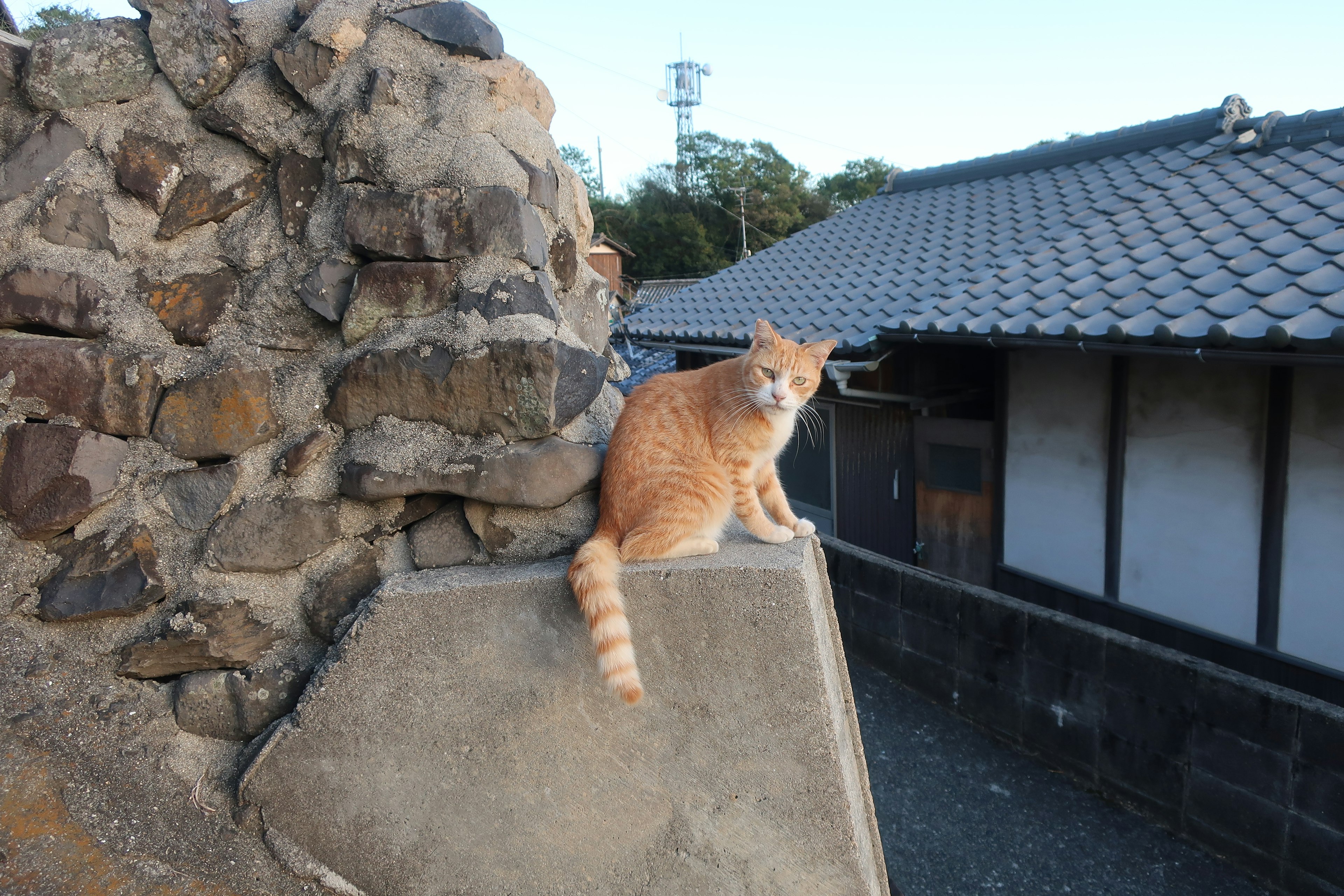 Gato naranja sentado en un muro de piedra con una casa japonesa tradicional al fondo