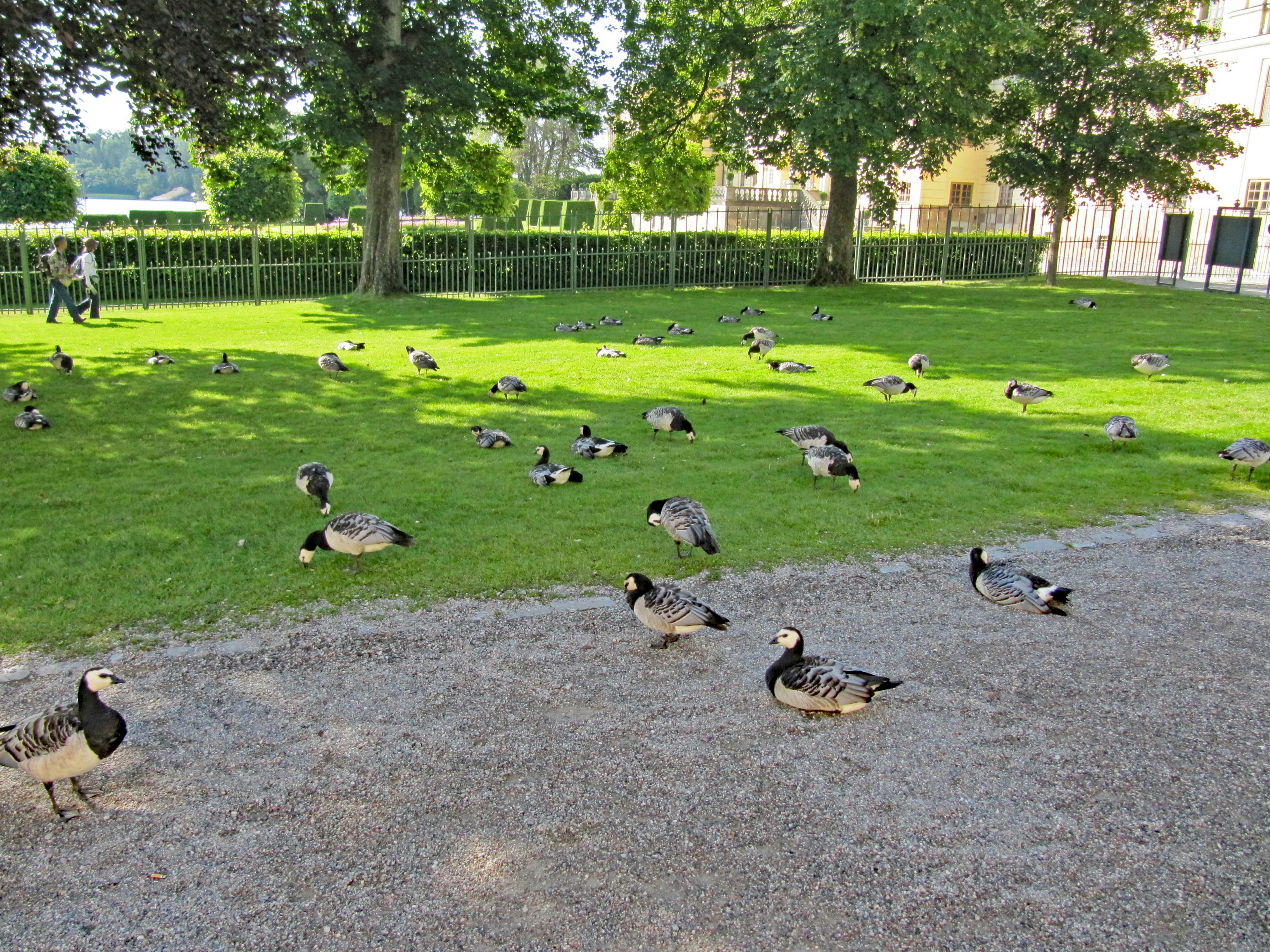 Una escena de numerosos patos reunidos en césped verde