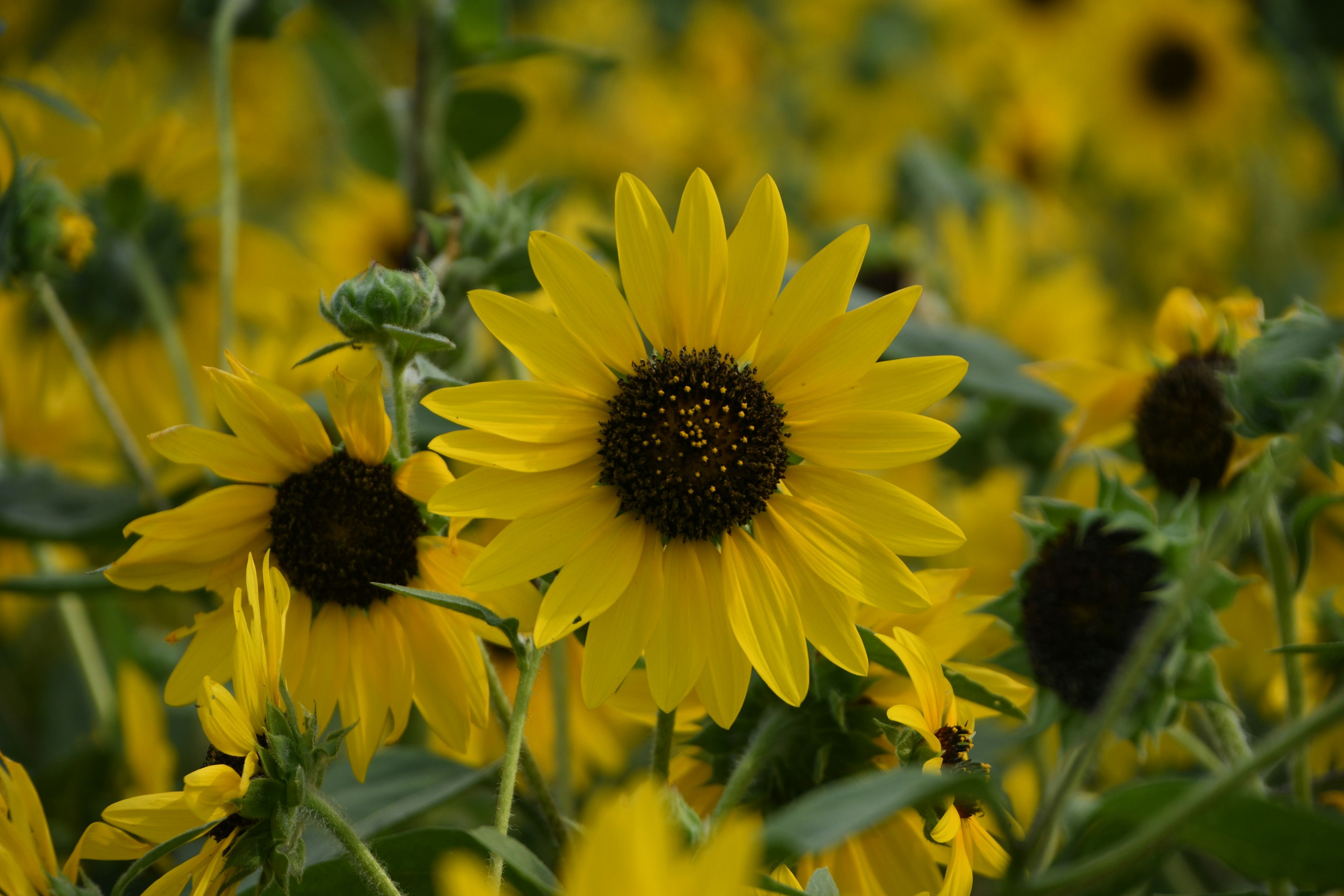 Feld mit blühenden Sonnenblumen und leuchtend gelben Blütenblättern